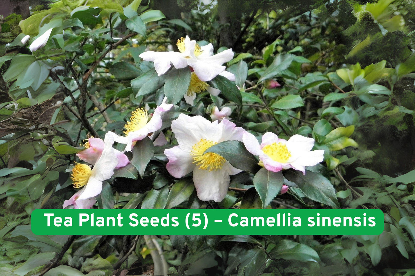 tea plant seeds, camellia sinensis, black green tea shrub, herbal tea plant, evergreen tea bush, container tea plant, medicinal tea shrub, fragrant white flowers, zone 7-11 plant, grow your own tea, tea seed pack, easy to grow tea, tea garden plant