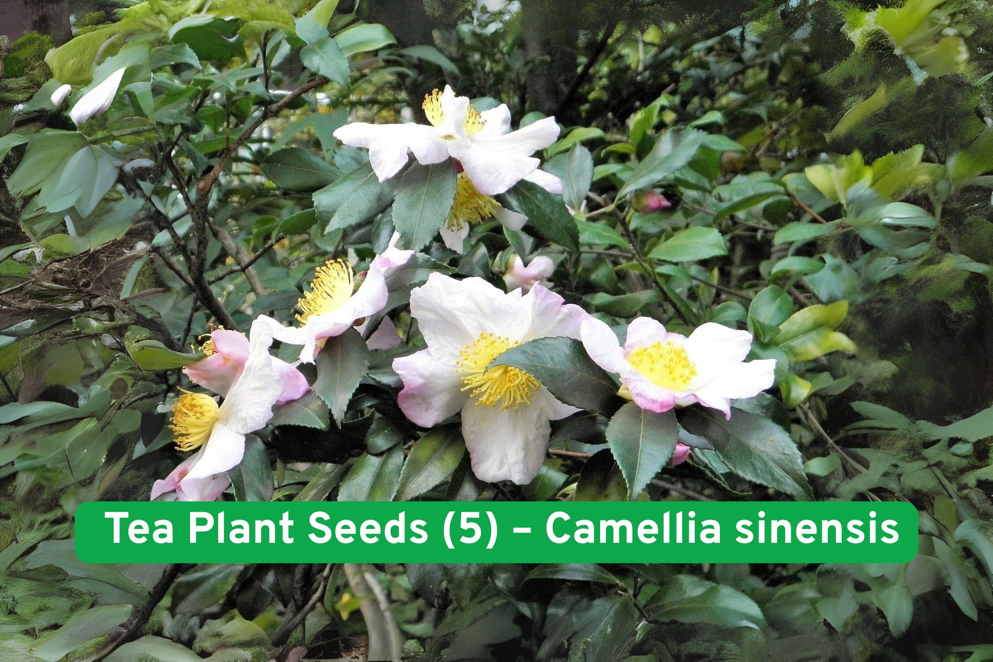 tea plant seeds, camellia sinensis, black green tea shrub, herbal tea plant, evergreen tea bush, container tea plant, medicinal tea shrub, fragrant white flowers, zone 7-11 plant, grow your own tea, tea seed pack, easy to grow tea, tea garden plant