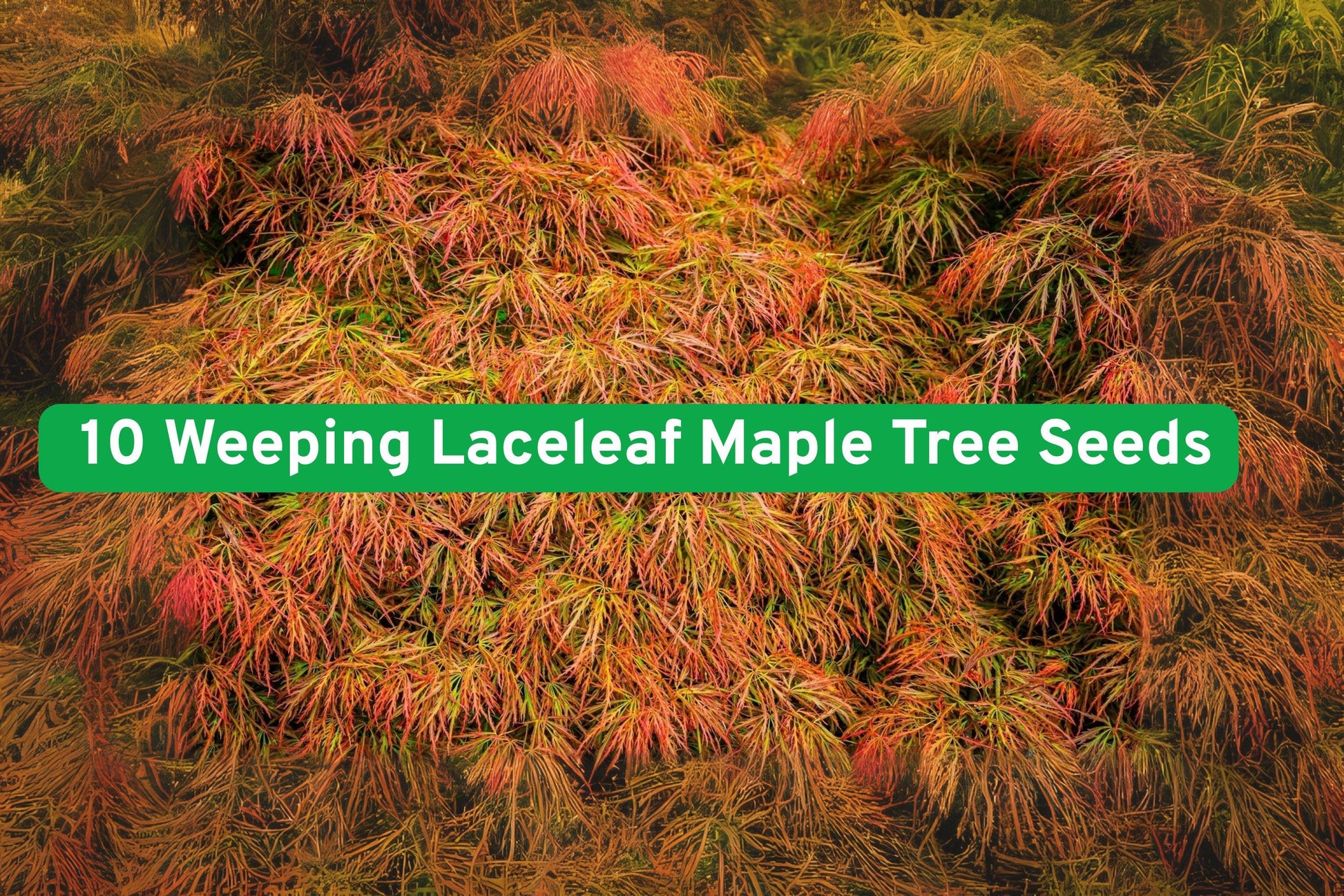 Weeping Maple Seeds, Japanese Maple Grow Kit, Dissectum Acer Seeds, Fall Planting Seeds, Ornamental Tree Seeds, Garden Tree Seeds, Shade Tree Seeds, Colorful Foliage Seeds, Bonsai Maple Seeds, Cold Stratify Seeds, Outdoor Tree Seeds, Small Garden Tree, Premium Maple Seeds