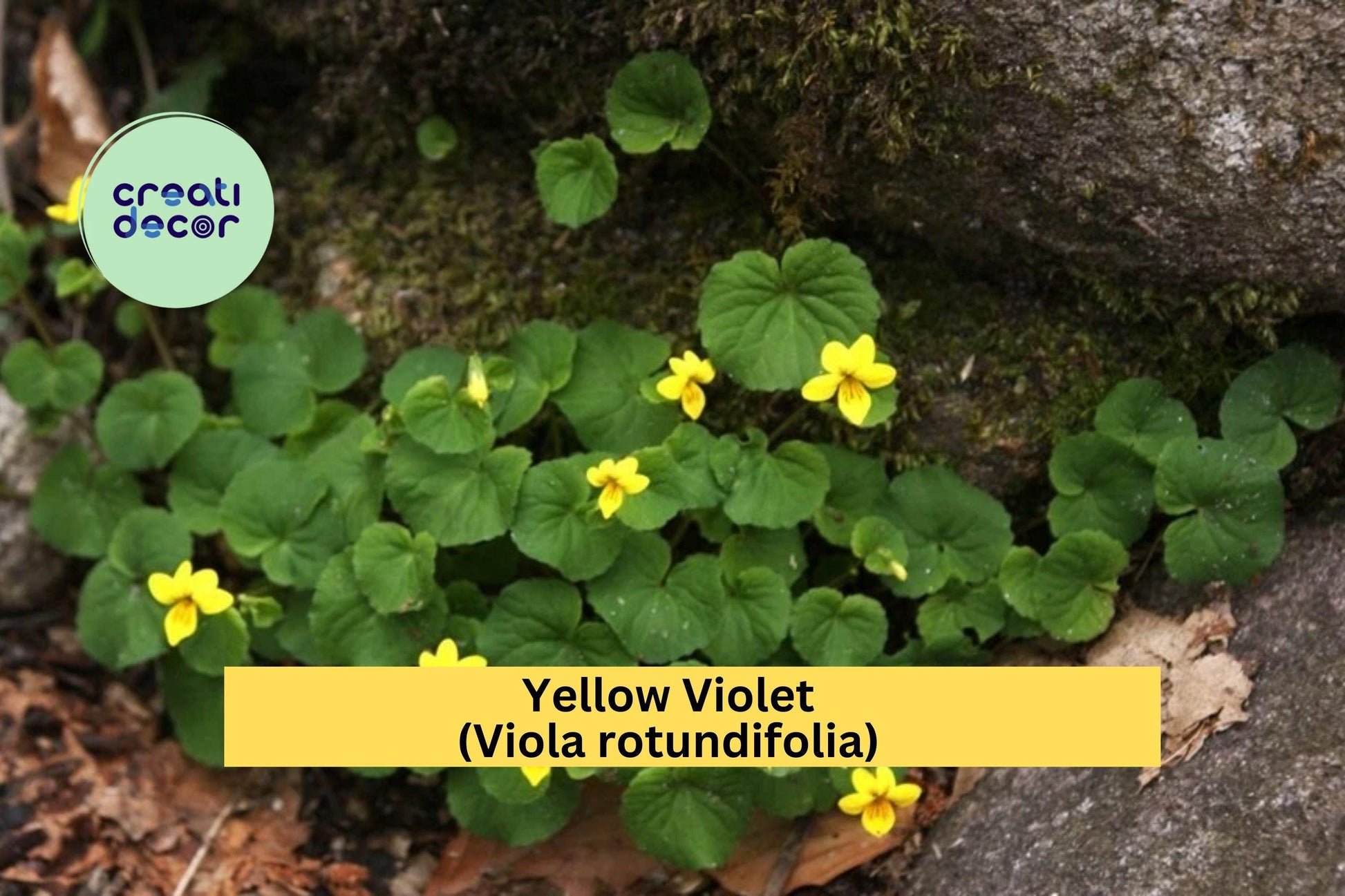 Yellow Violet Bare Root Plants – Viola rotundifolia, Perennial Wildflowers, Native Shade-Loving Groundcover, 5 Pack