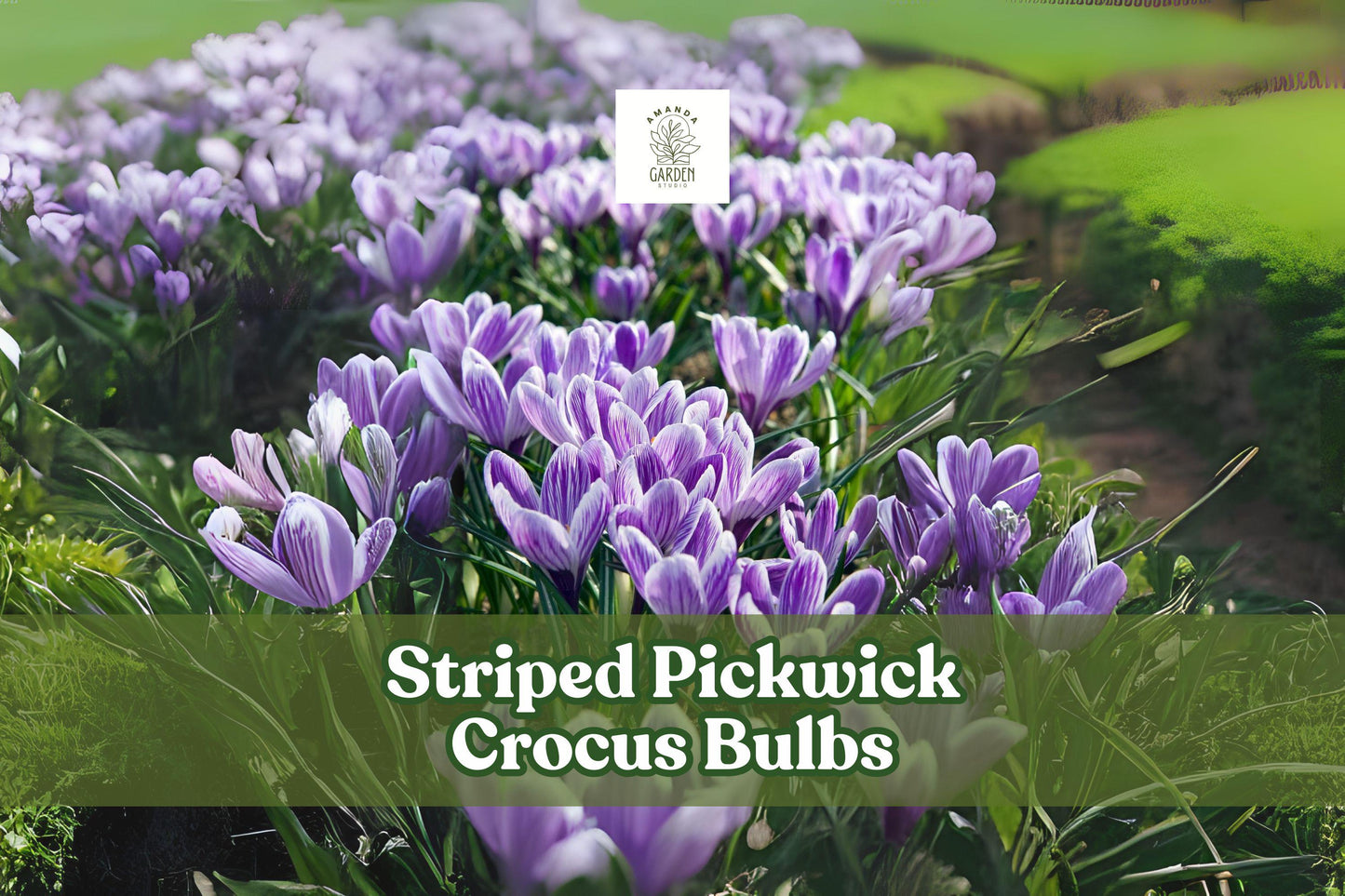 10 Striped Pickwick Crocus Bulbs - Hardy Perennial Early Spring Blooms - Crocus vernus ‘Pickwick’ for Lawns & Gardens