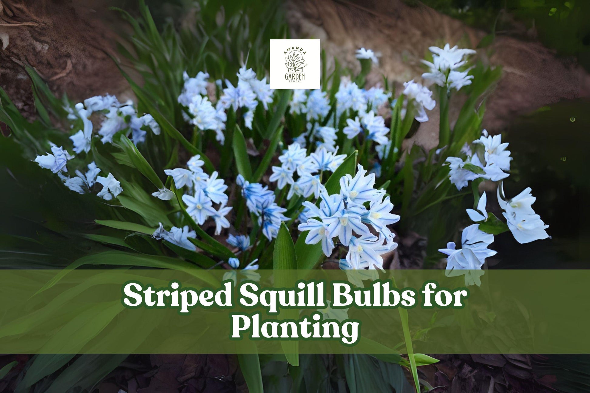 Striped Squill Bulbs, Puschkinia scilloides, Early Spring Blooming, Hardy Perennial, 5 Live Bulbs for Garden, Rock & Border Plant