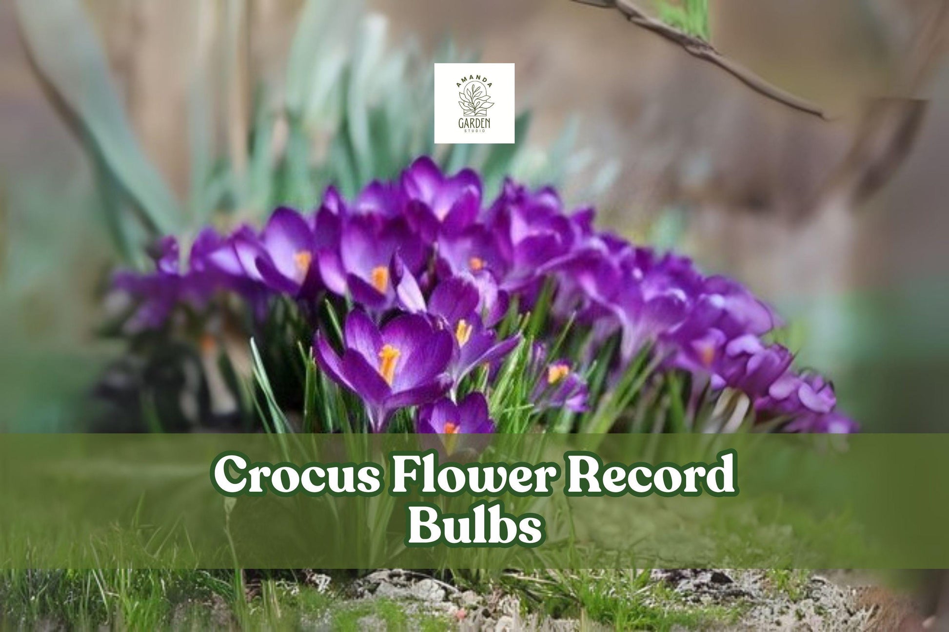 Purple Crocus Bulbs Record – 10 Live Crocus vernus ‘Flower Record’ Perennial Spring Flowers