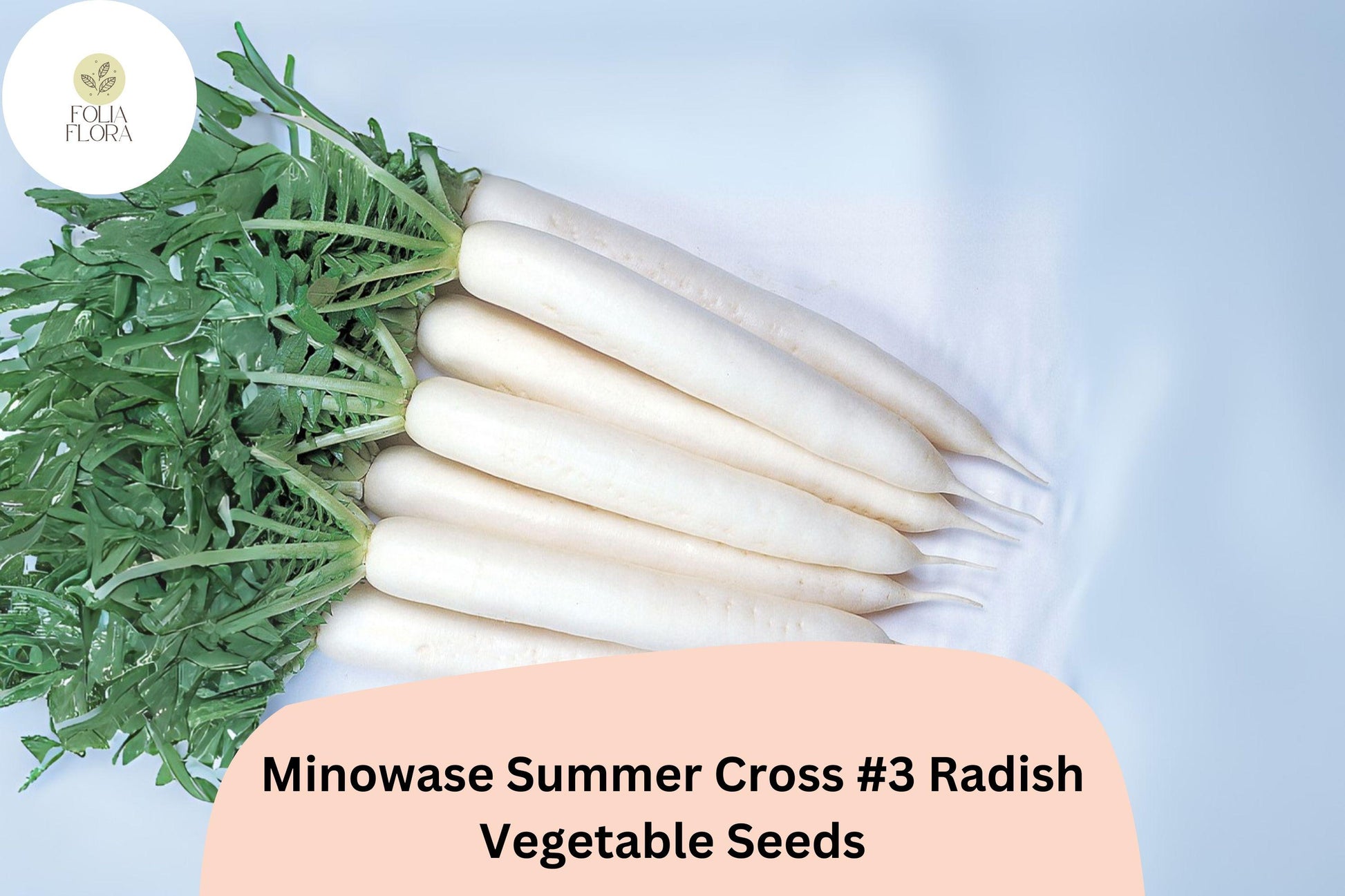 Minowase Summer Cross #3 Radish Seeds – Hybrid Daikon Raphanus sativus, White Roots, High-Yield, Fast-Growing, Non-GMO, 500+ Seeds