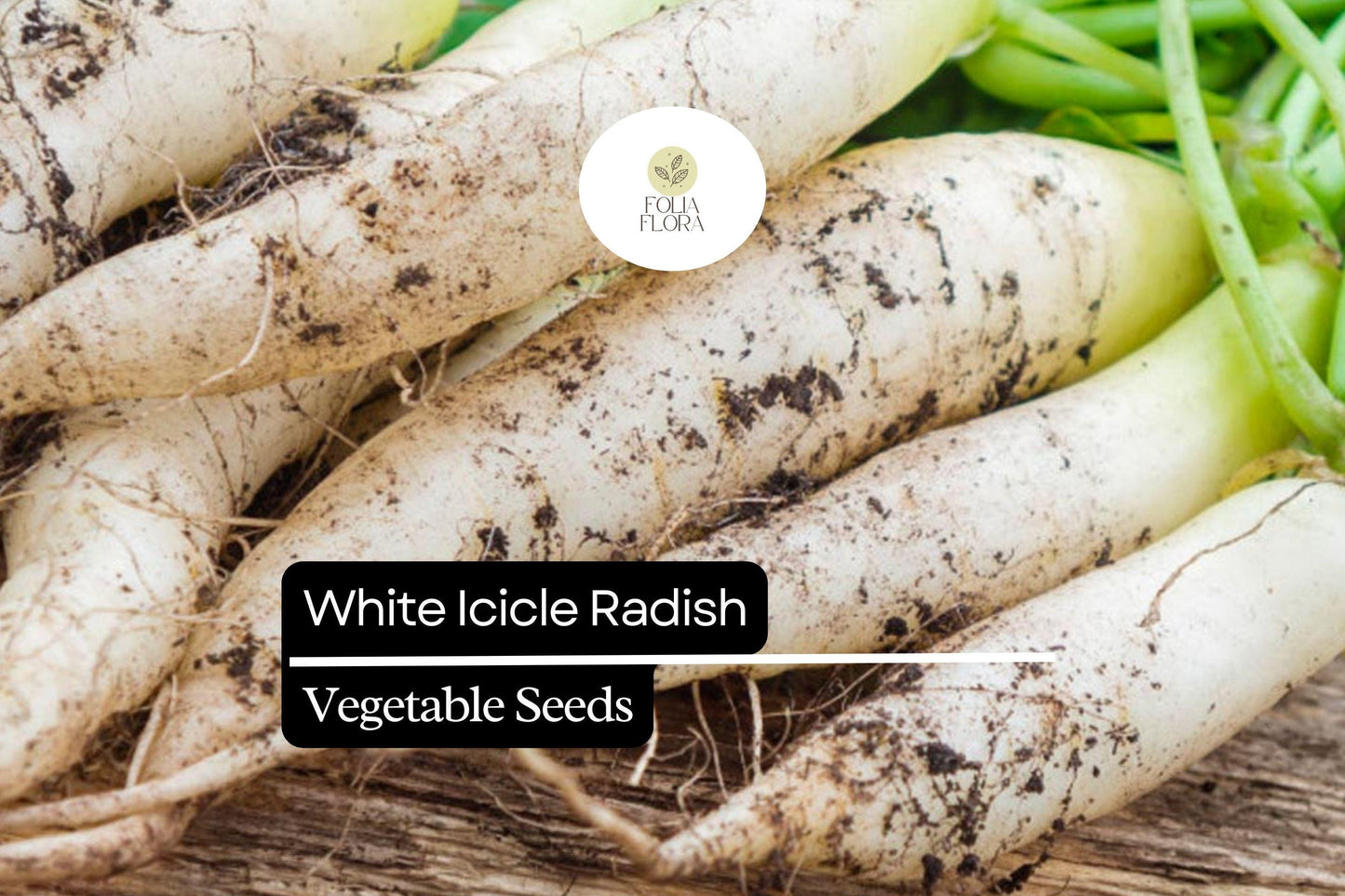 White Icicle Radish Seeds – Heirloom Non-GMO, 500+ Seeds, Raphanus sativus, Crisp White Roots, Cool-Season Vegetable