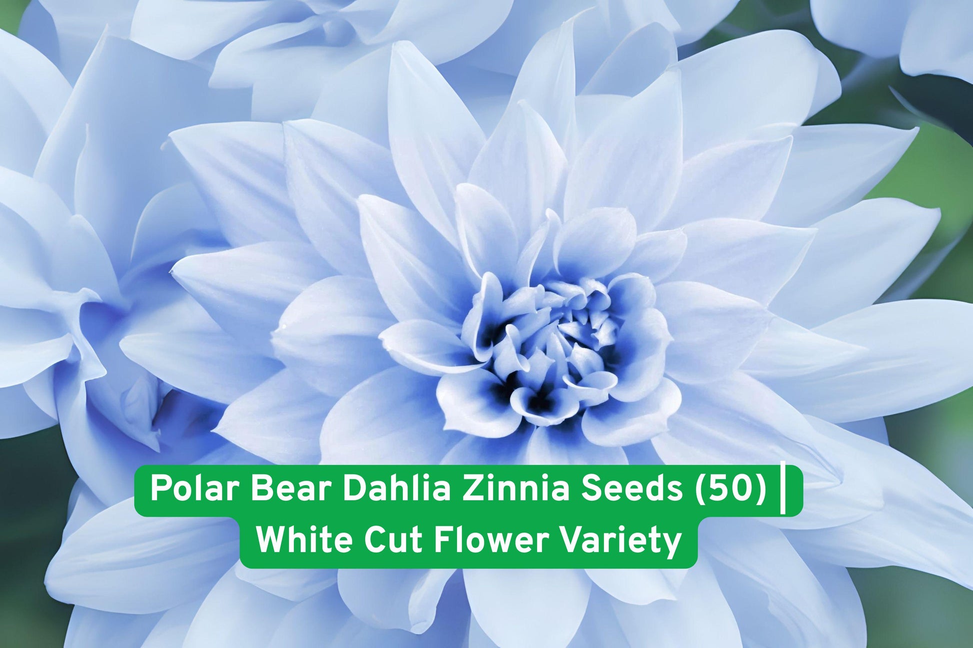 polar bear zinnia seeds, white pom-pom flowers, dahlia style blooms, annual garden flowers, cut flower zinnias, pollinator friendly plants, easy grow annuals, bouquet flowers seeds, border plant seeds, white flower seeds, USA grown seeds, vibrant summer blooms, flower garden seeds