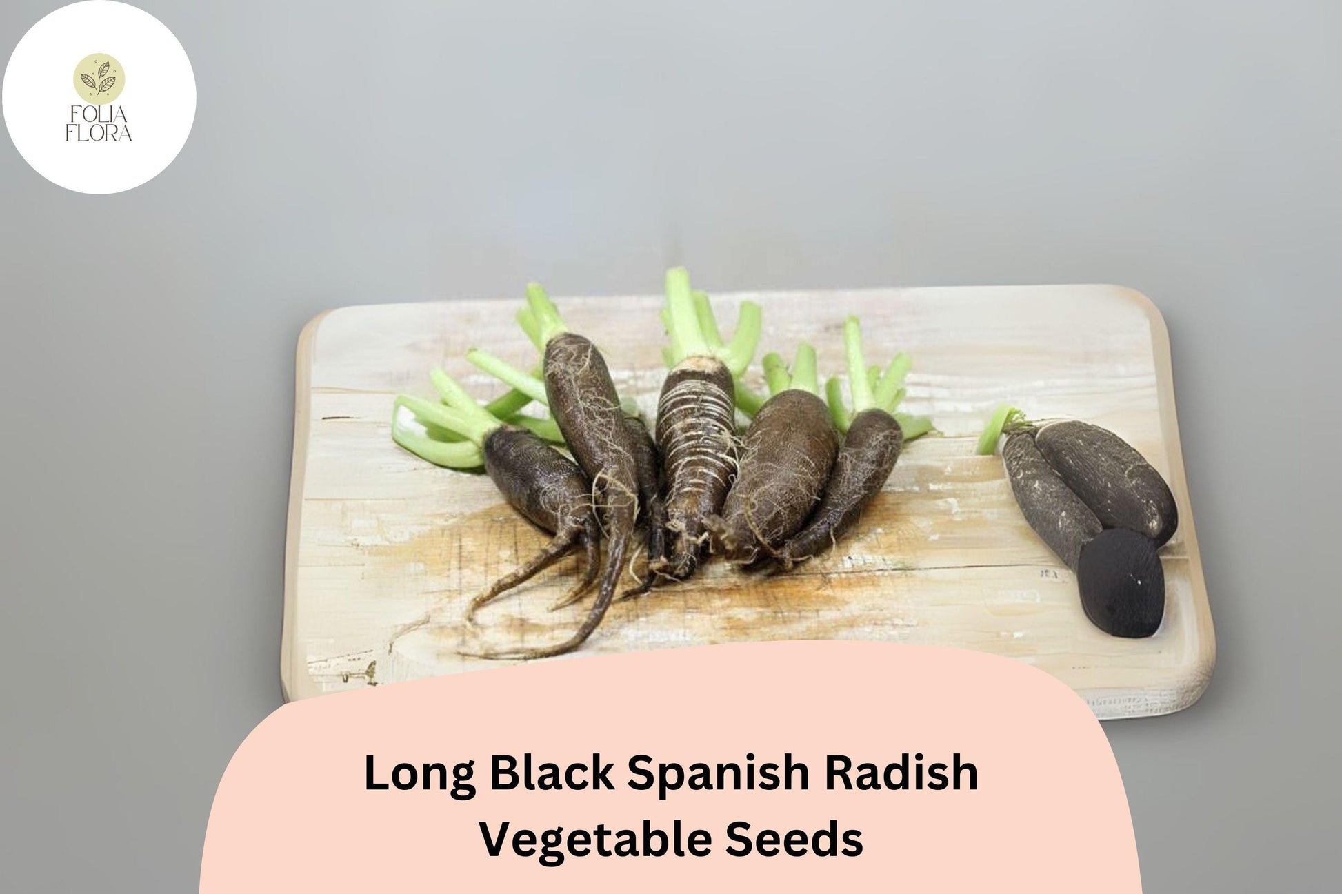 Long Black Spanish Radish Seeds – Heirloom Winter Radish Raphanus sativus var. niger, Dark Skin, Crisp White Flesh, Cool-Season Planting