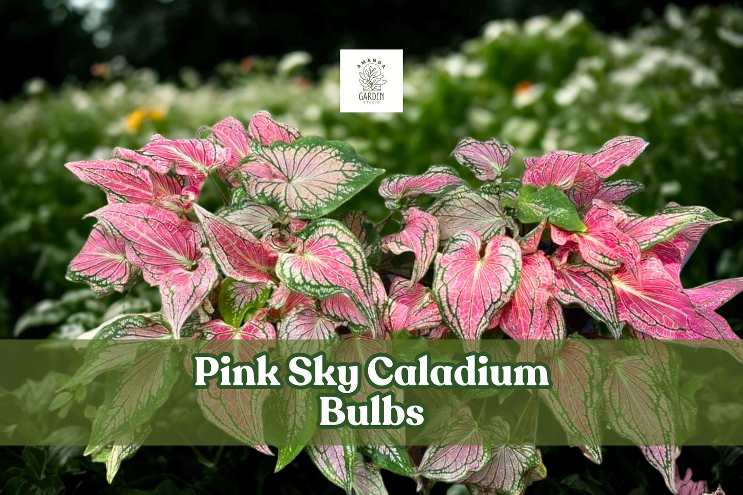 Pink Sky Caladium Bulbs – Tropical Foliage Plant with Pink & Green Leaves – 6 Live Tubers – Shade Garden, Indoor & Container Plant