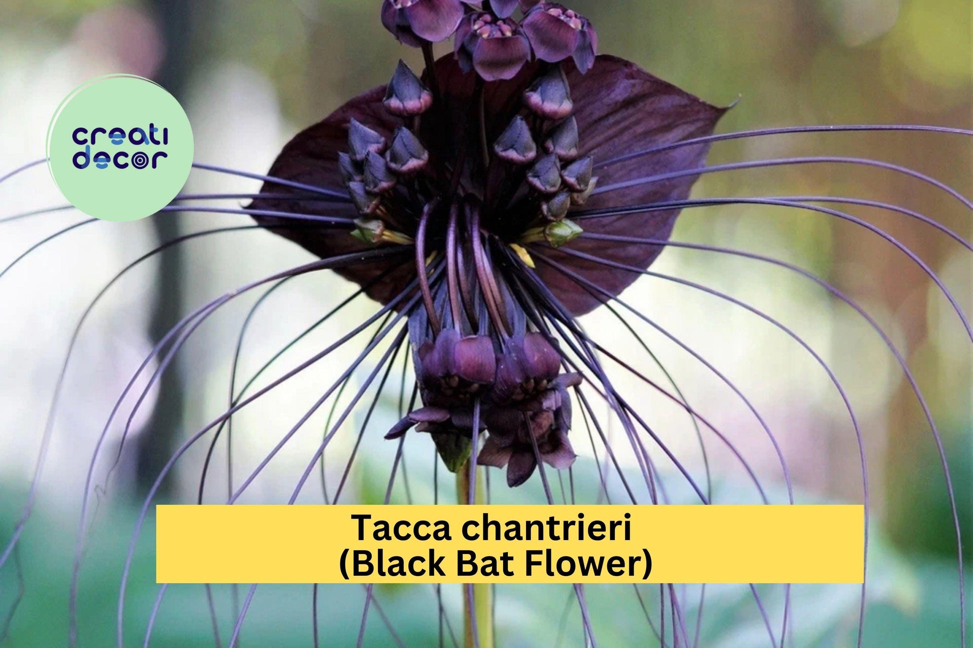 Black Bat Flower Live Rooted Plant | Exotic Tacca chantrieri with Unique Black Blooms | Tropical Perennial Flower