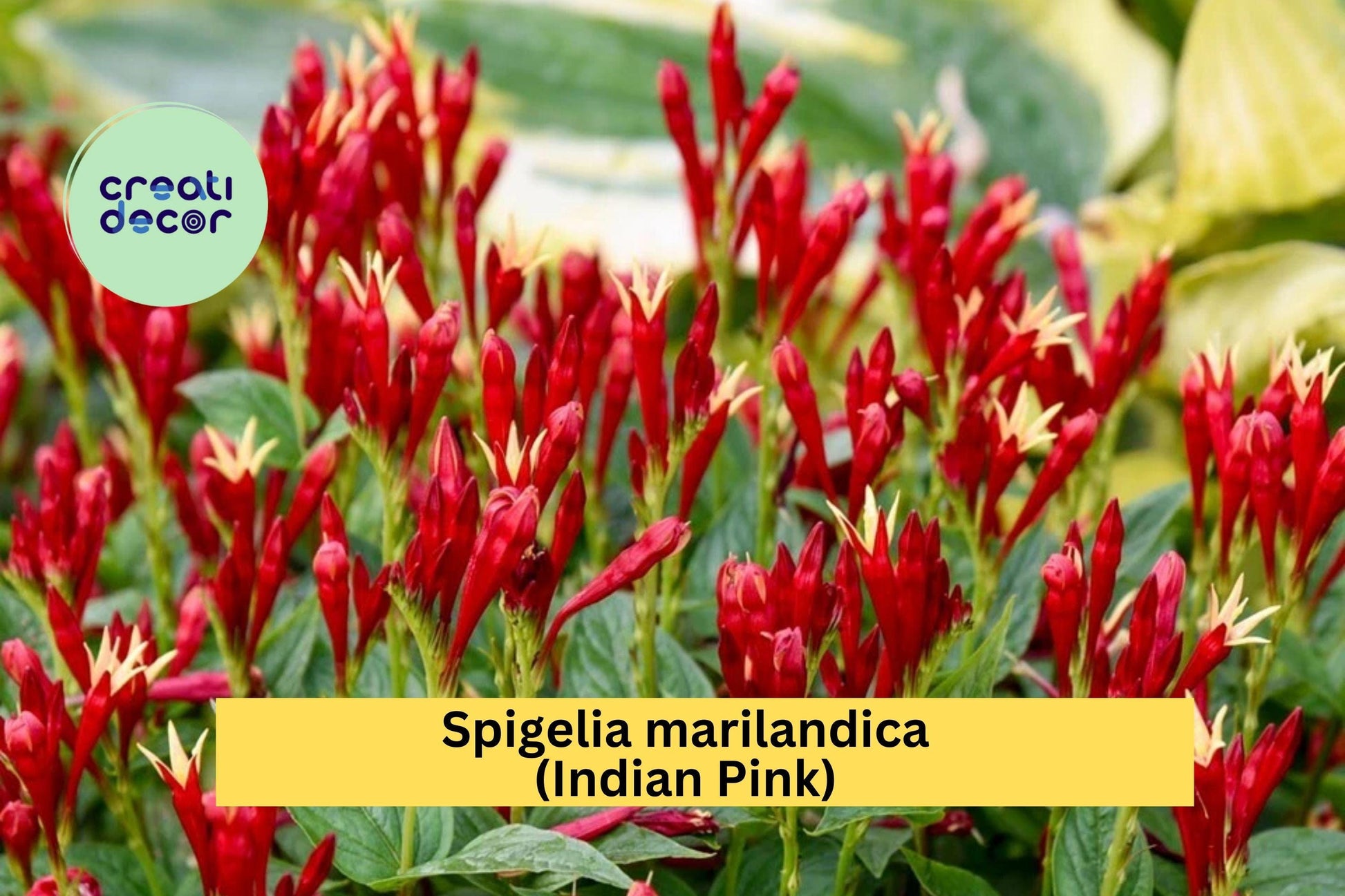 Spigelia marilandica Indian Pink Perennial Bare Root Plant with Red and Yellow Flowers for Shade Gardens