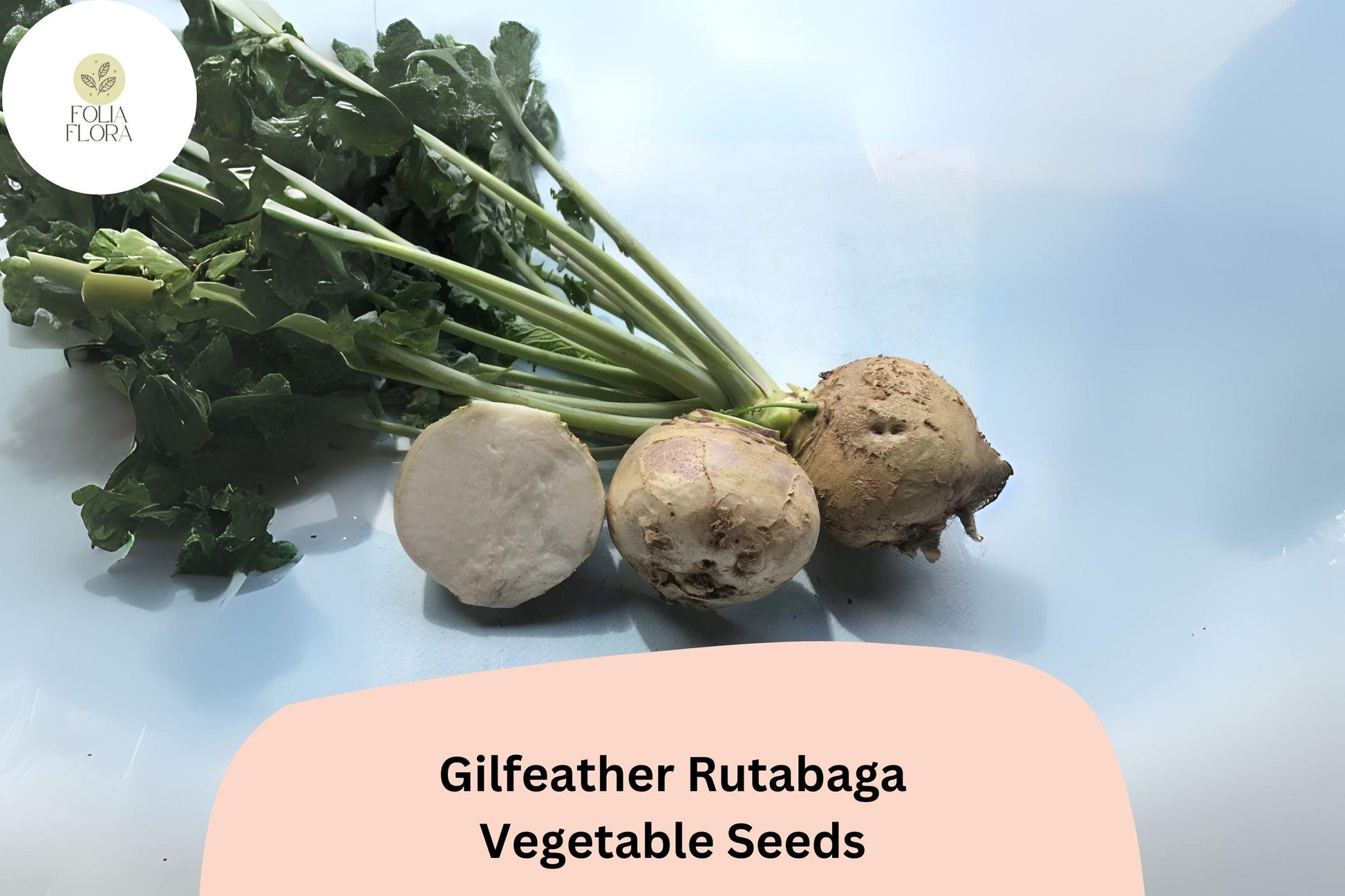 Gilfeather Rutabaga Seeds – Heirloom Vermont Brassica napobrassica, White Root Vegetable, Non-GMO, 500+ Seeds