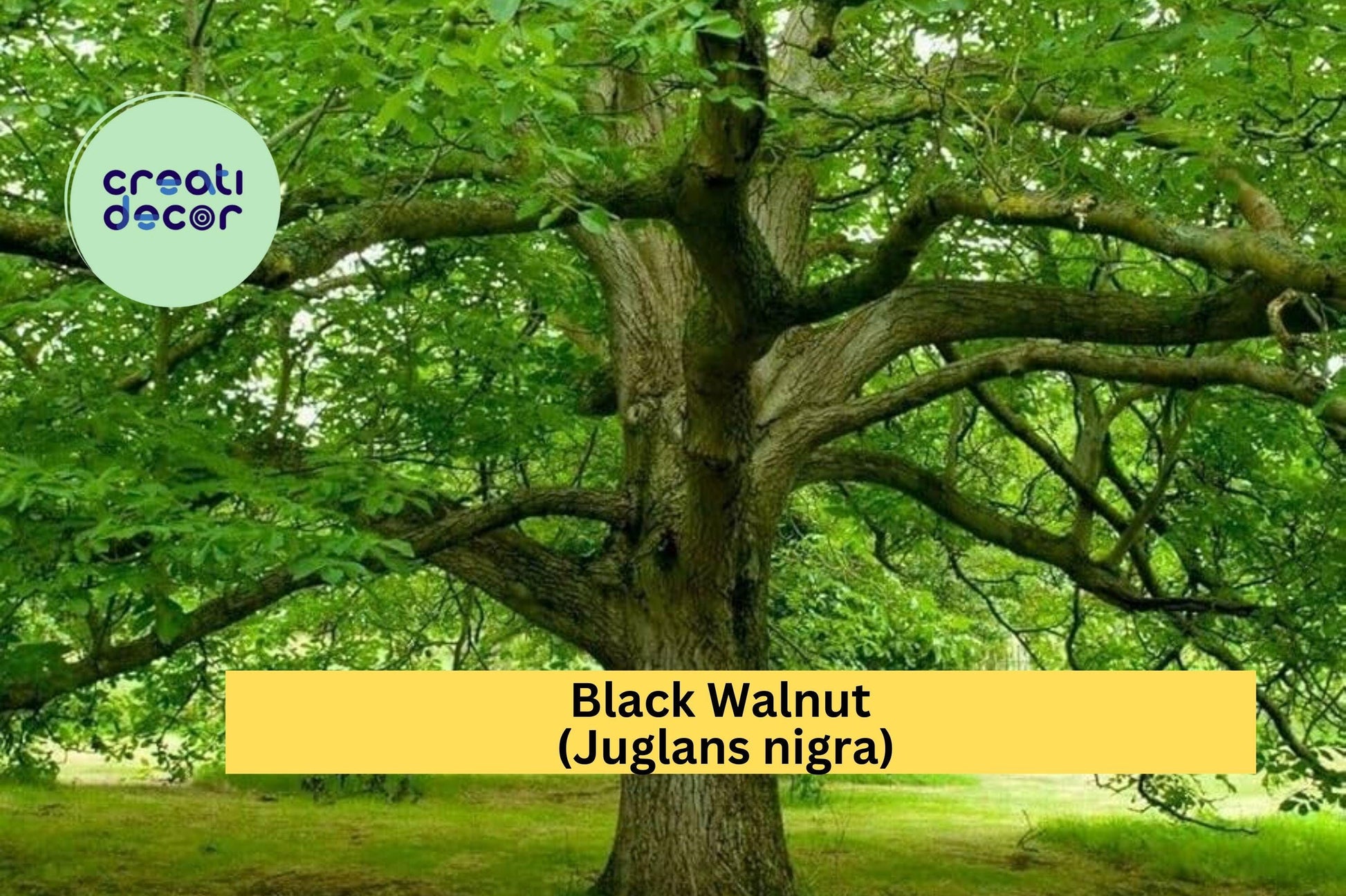 Black Walnut Tree Seedlings Set of 3 | Juglans nigra Bare Root Hardwood Trees for Landscaping