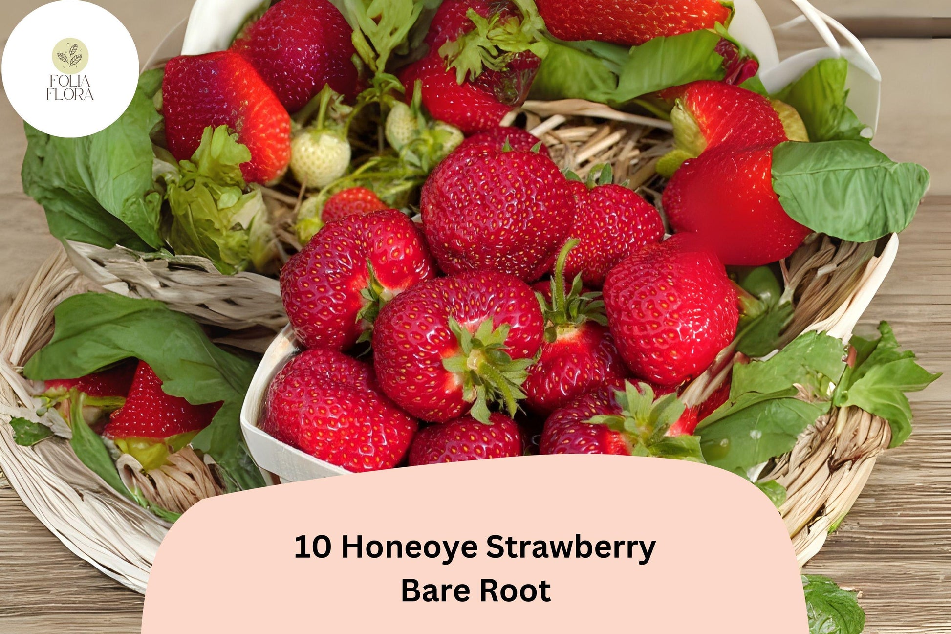Honeoye Strawberry Plants | Live Bare Root | June Bearing, Large Red Berries, Fragaria × ananassa, Perennial Fruit Plant