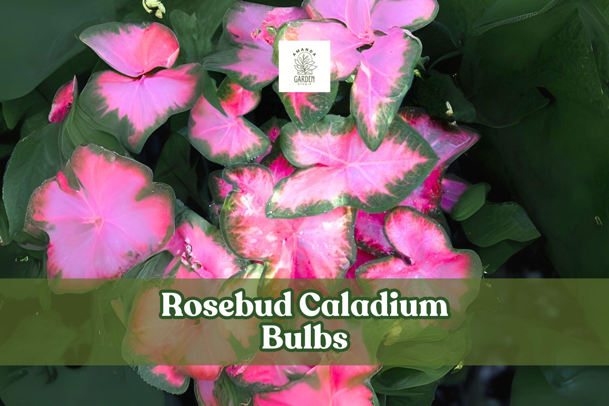 6 Rosebud Caladium Bulbs - Pink & Green Fancy Leaf Tropical Foliage Bulbs Caladium bicolor