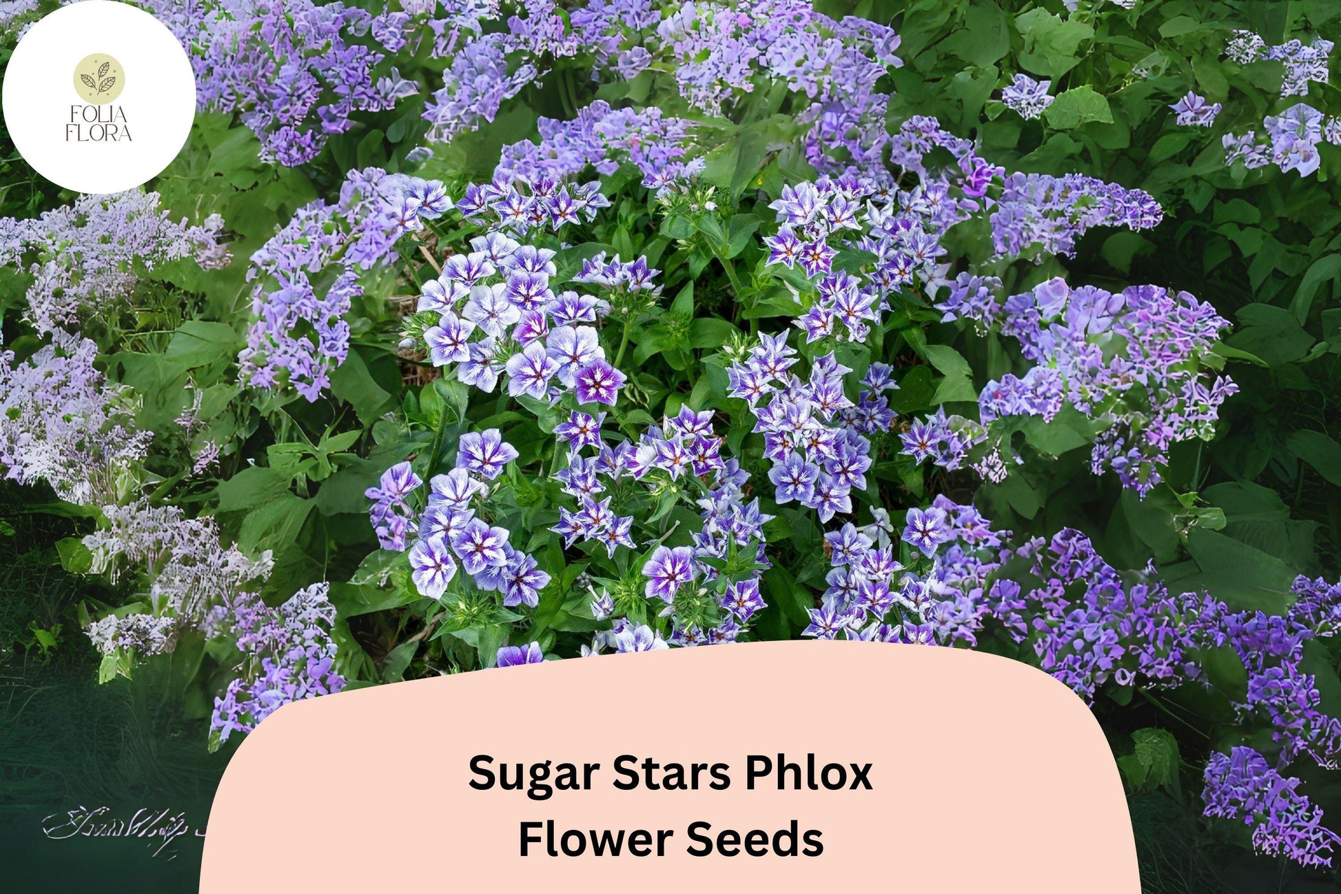 Sugar Stars Phlox Seeds – Violet Blue Starry Flowers – Non-GMO Annual Plant for Borders, Containers, Pollinator Attraction