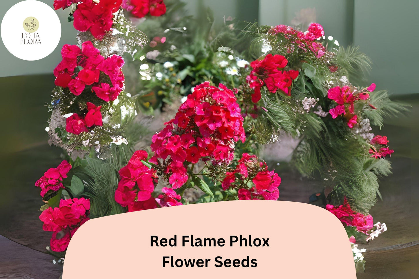 Red Flame Phlox Seeds – Perennial Flower, Red Blooms, Clusters, Phlox paniculata, 100+ Seeds