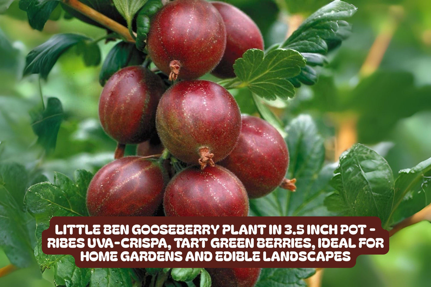Little Ben Gooseberry Plant - Compact Edible Bush - Ribes uva-crispa 'Little Ben' - Small Space Fruit Plant