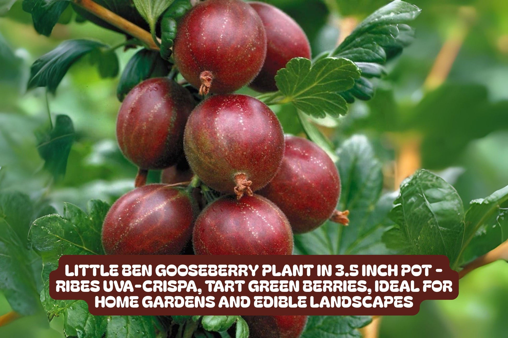 Little Ben Gooseberry Plant - Compact Edible Bush - Ribes uva-crispa 'Little Ben' - Small Space Fruit Plant