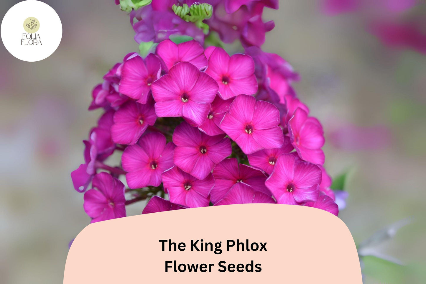 100+ The King Phlox Seeds – Pink Annual Flower, Phlox drummondii, Vibrant Garden Blooms for Borders & Containers