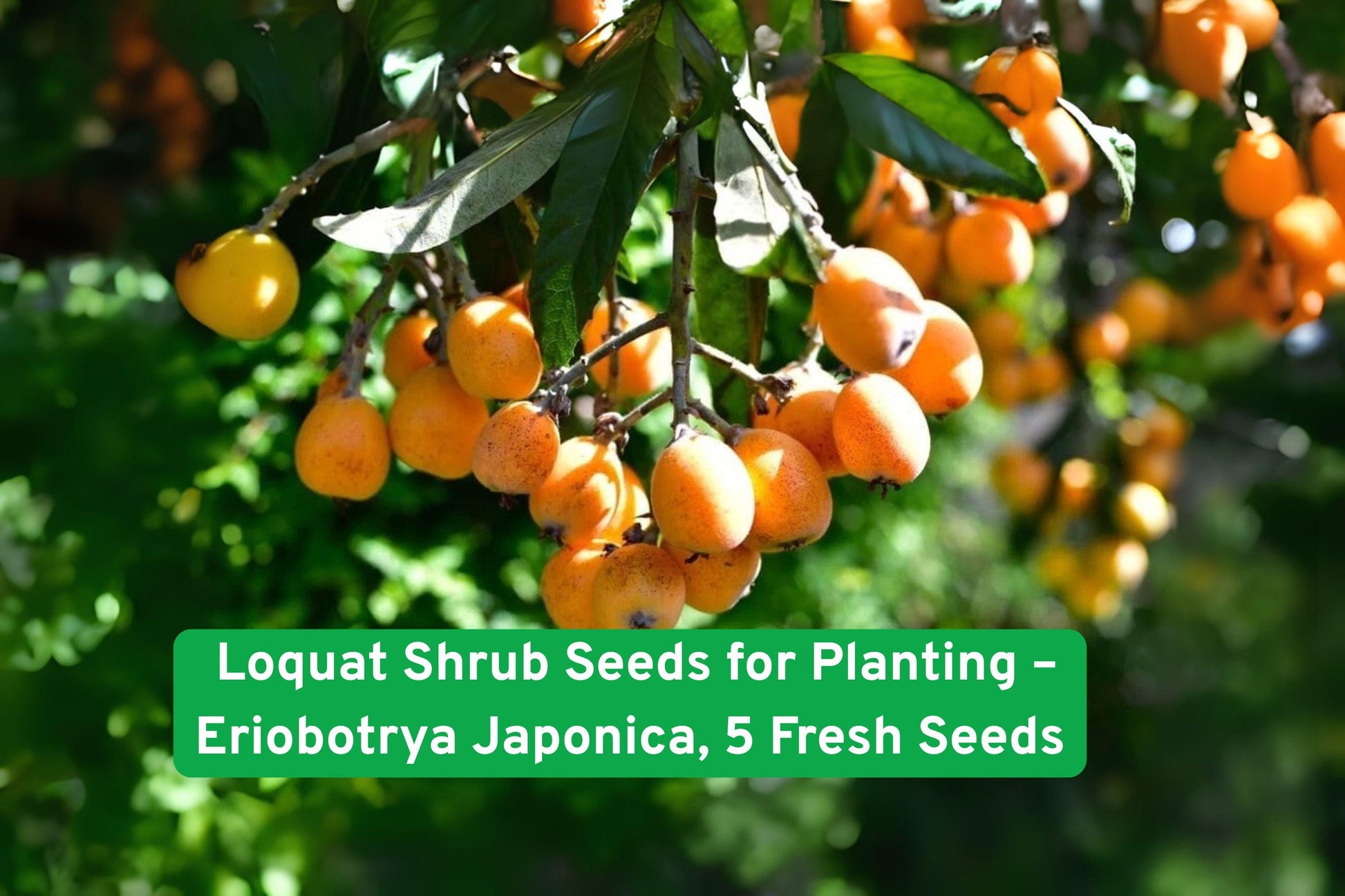 Loquat seeds, tropical fruit, evergreen shrub, edible landscape, container gardening, backyard orchard, yellow-orange fruit, drought-tolerant plant, fruit tree seeds, tropical garden plant, ornamental shrub, fruit harvest, hardy evergreen