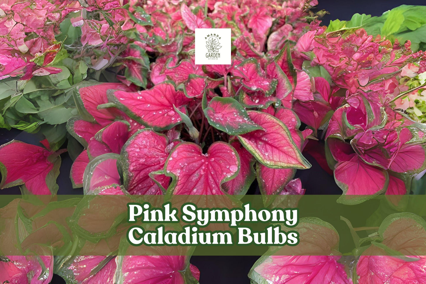 Pink Symphony Caladium Bulbs | Fancy Leaf Tropical Foliage | Pink and Green | Caladium bicolor | 10 Live Tubers
