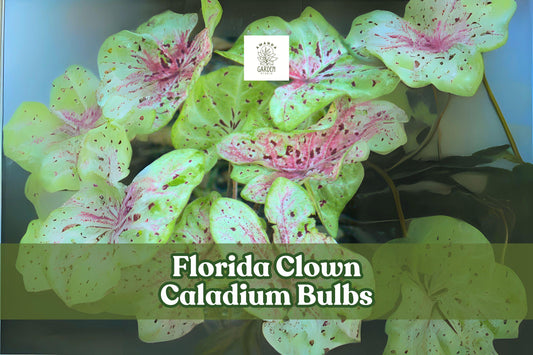 10 Florida Clown Caladium Bulbs - Fancy Leaf, Multicolored Foliage, Tropical Perennial Bulb, Caladium bicolor
