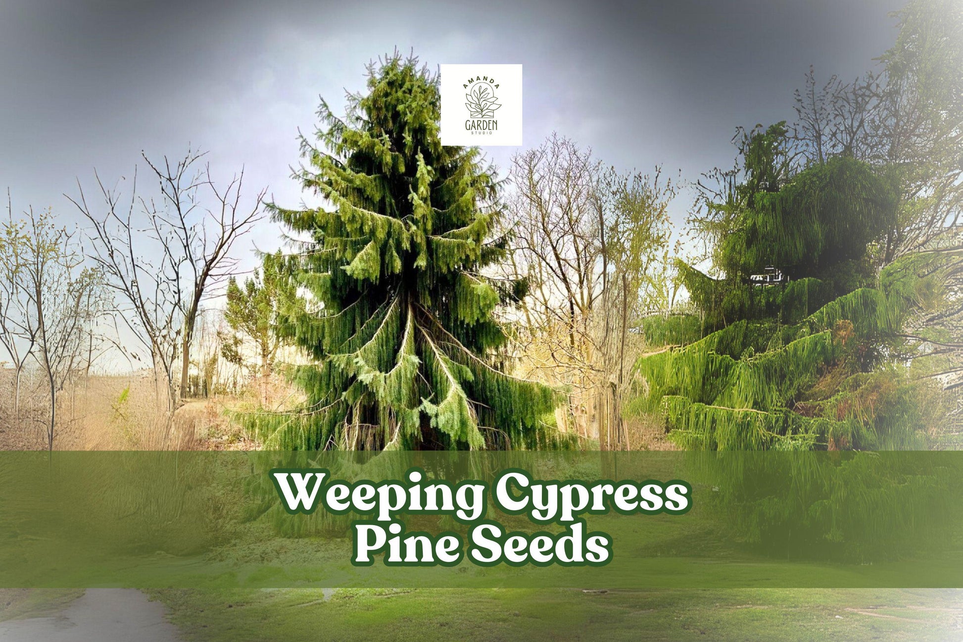 Weeping Cypress Pine Seeds 25 Non-GMO Hesperocyparis funebris Ornamental Evergreen for Landscaping & Bonsai