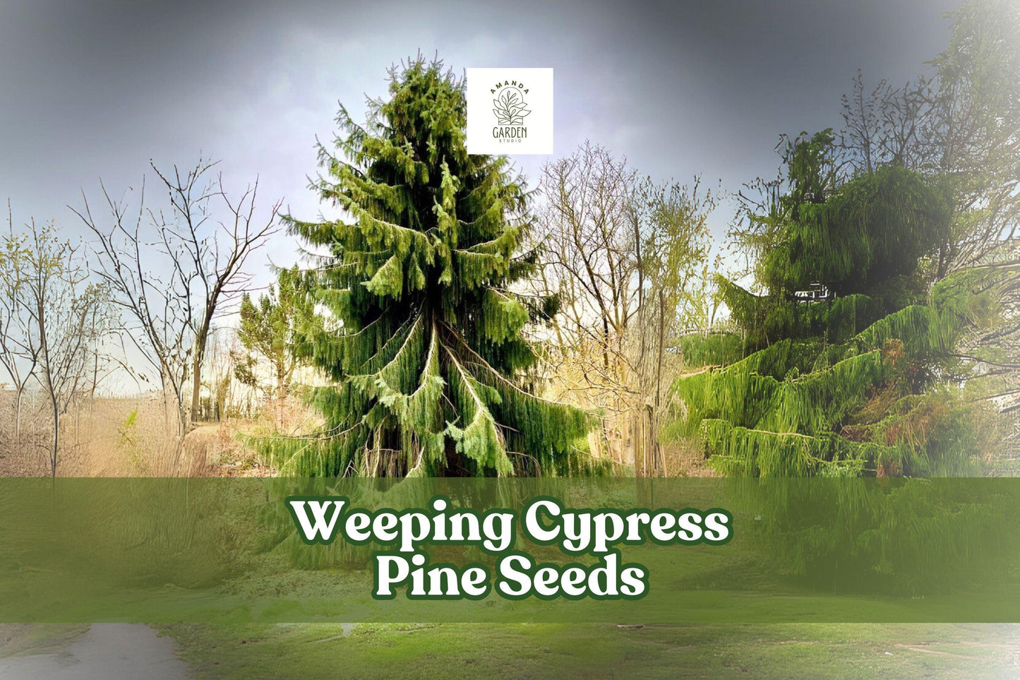 Weeping Cypress Pine Seeds – Hesperocyparis funebris – Ornamental Evergreen Tree – Non-GMO, 25 Seeds