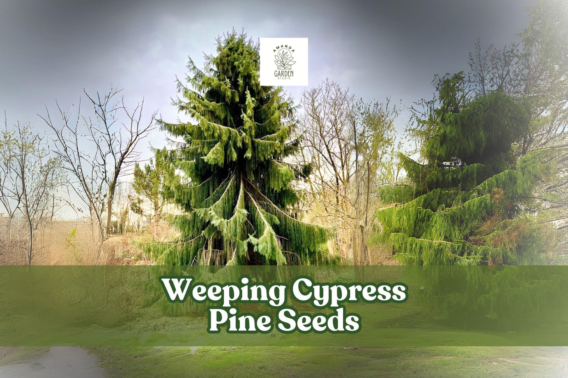 Weeping Cypress Pine Seeds – Hesperocyparis funebris – Ornamental Evergreen Tree – Non-GMO, 25 Seeds