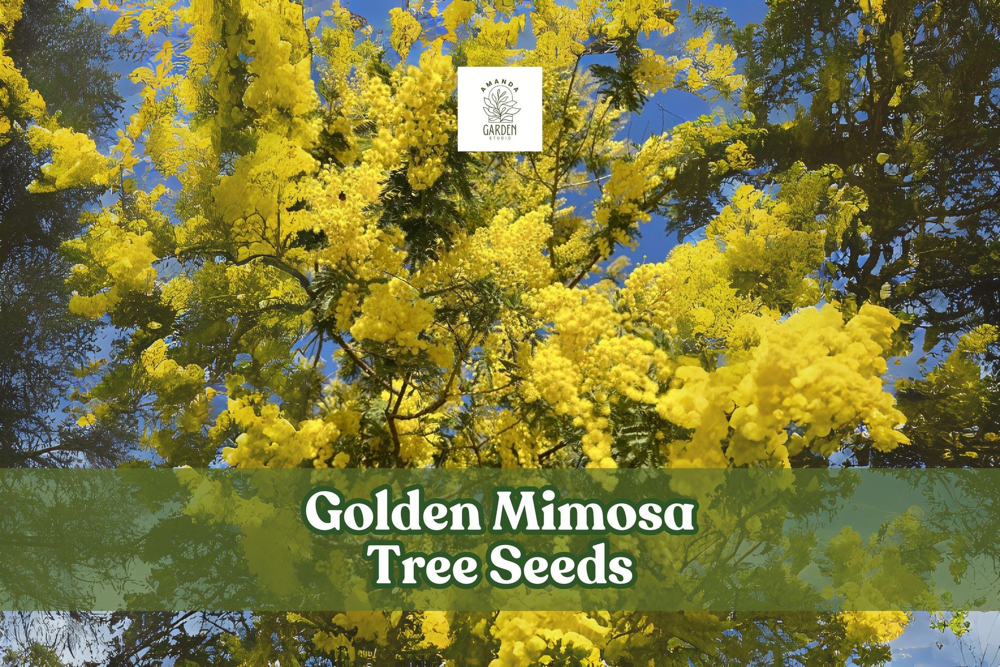 Golden Mimosa Tree Seeds – Acacia baileyana – Ornamental Yellow Flowering Tree for Gardens & Bonsai