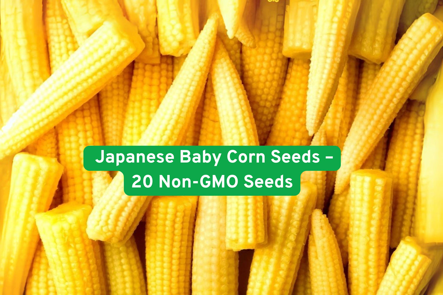 Japanese Baby Corn Seeds, Mini Corn Seeds, Non-GMO Corn Seeds, Sweet Corn for Gardening, Edible Baby Corn, Container Corn Seeds, Fast-Growing Corn, Garden Vegetable Seeds, Fresh Corn for Salads, Stir-Fry Corn Seeds, Pickling Corn Seeds, Decorative Mini Corn, Home Garden Corn