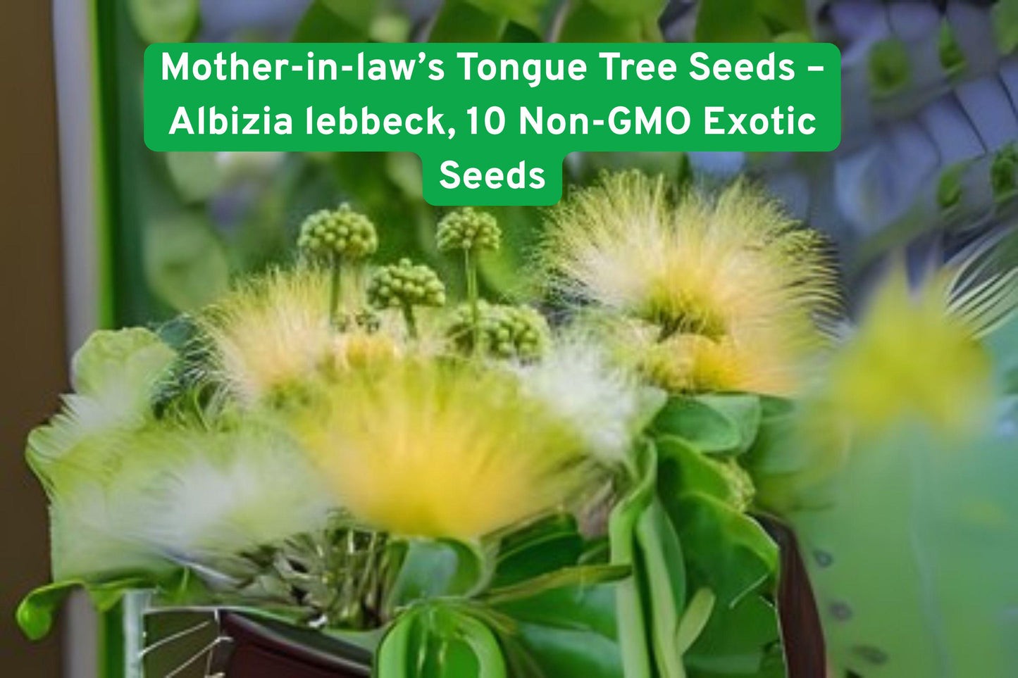 Albizia lebbeck seeds, tropical shade tree, exotic flowering tree, fragrant cream flowers, fast-growing tree, ornamental landscaping, indoor overwintering, non-GMO seeds, Mother-in-law’s Tongue, deciduous tropical tree, heirloom plant seeds, unique garden gift, lush green foliage