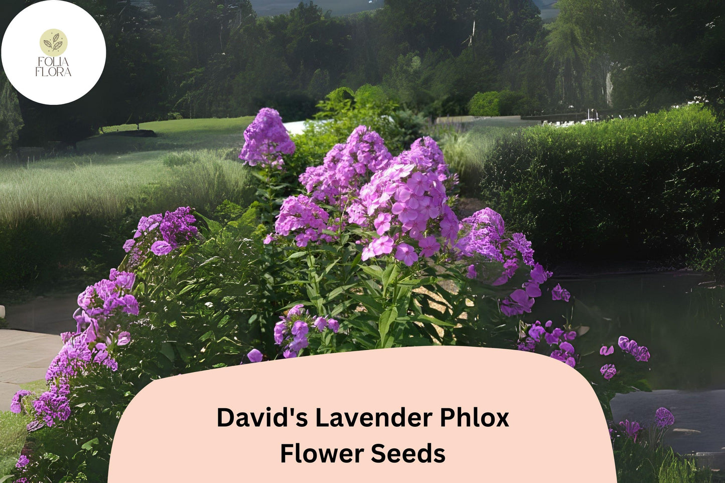 David’s Lavender Phlox Seeds – Fragrant Perennial Garden Flowers, Phlox paniculata, Lavender, Attracts Pollinators
