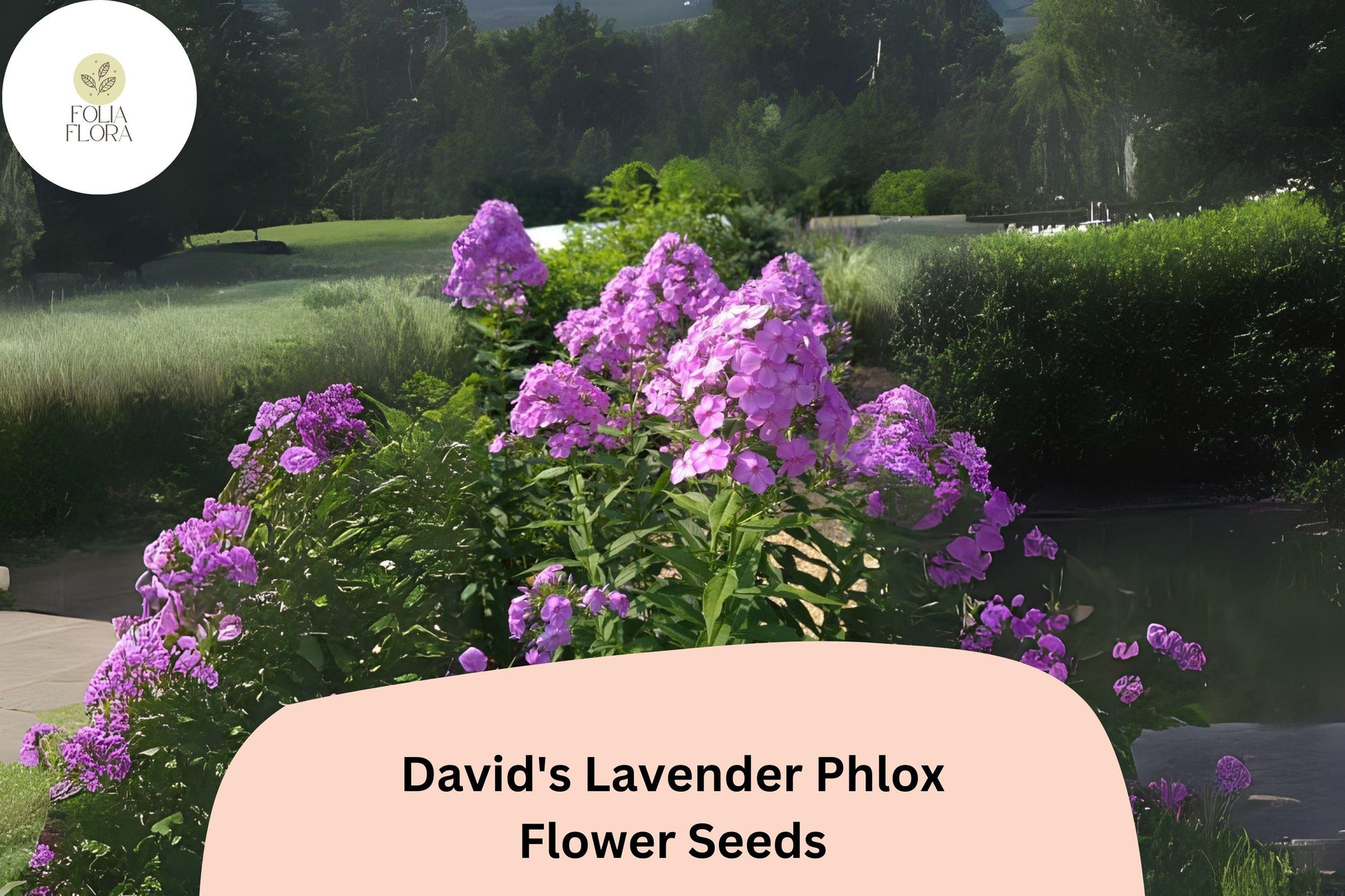 David’s Lavender Phlox Seeds – Fragrant Perennial Garden Flowers, Phlox paniculata, Lavender, Attracts Pollinators