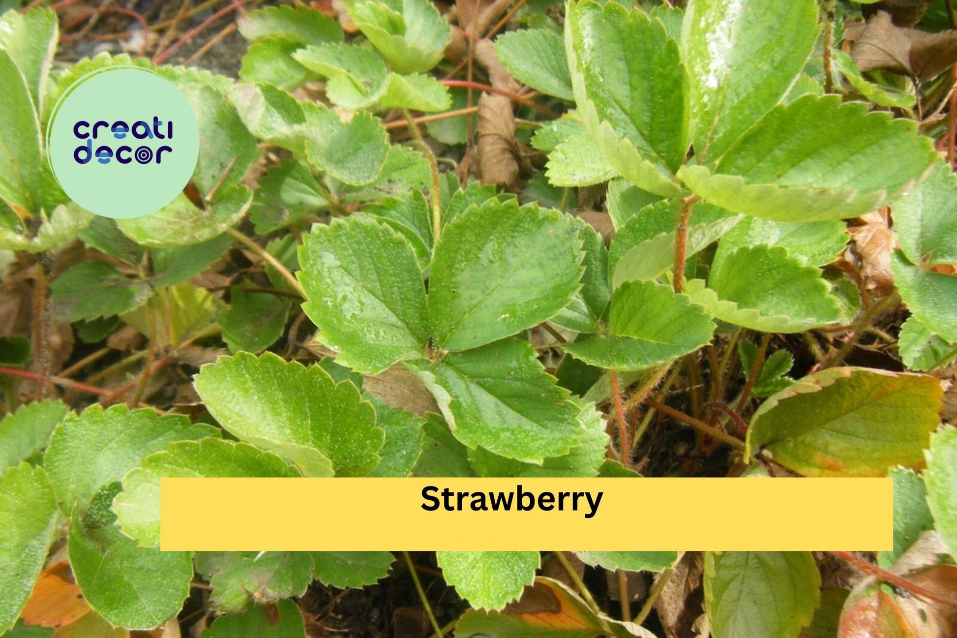Set of 5 Live Strawberry Plants | Bare Root Perennial Fruit Plants | Fragaria × ananassa for Home Gardens