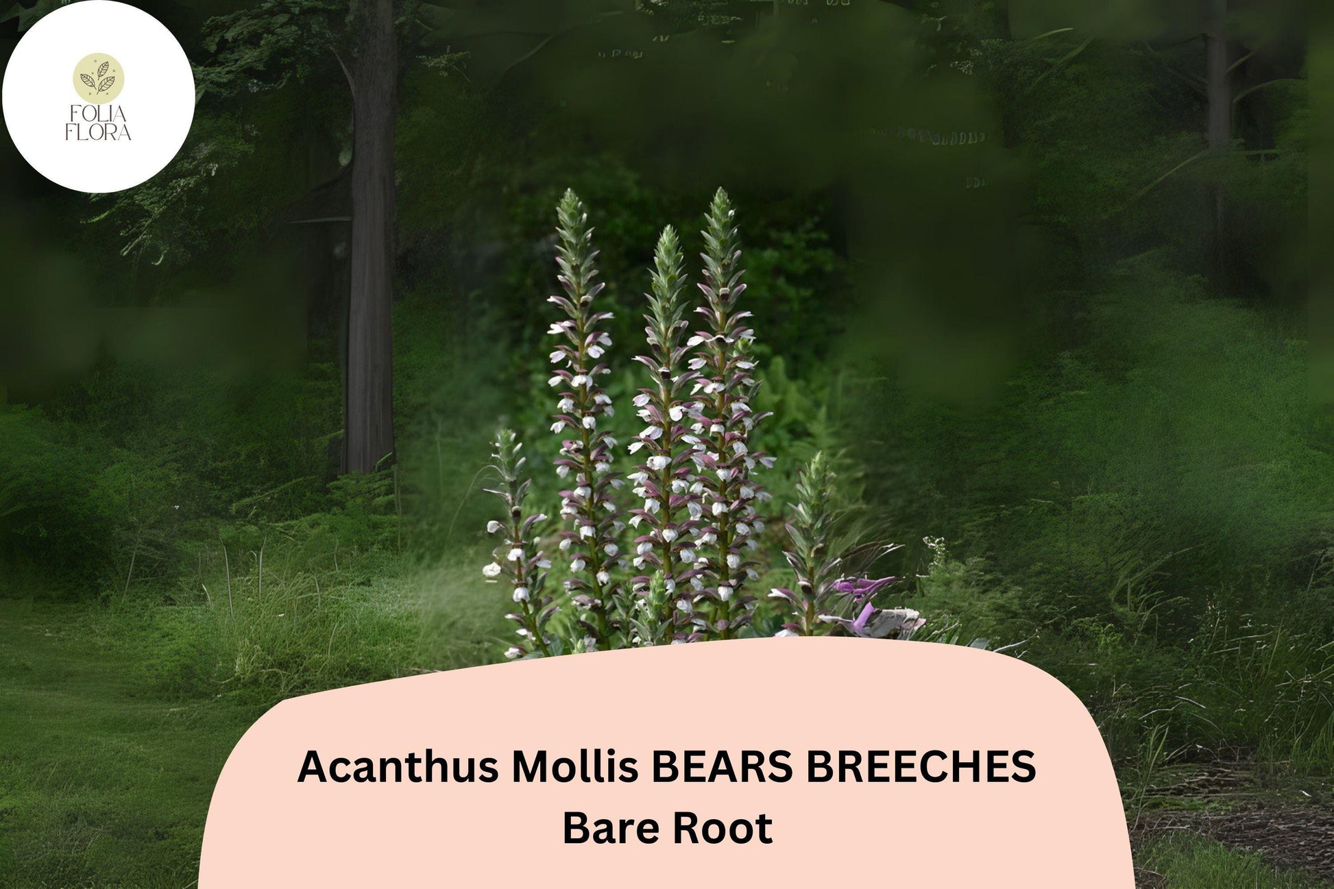 Acanthus mollis Bear’s Breeches Perennial Plant – 6” Live Purple & White Flowering Garden Border