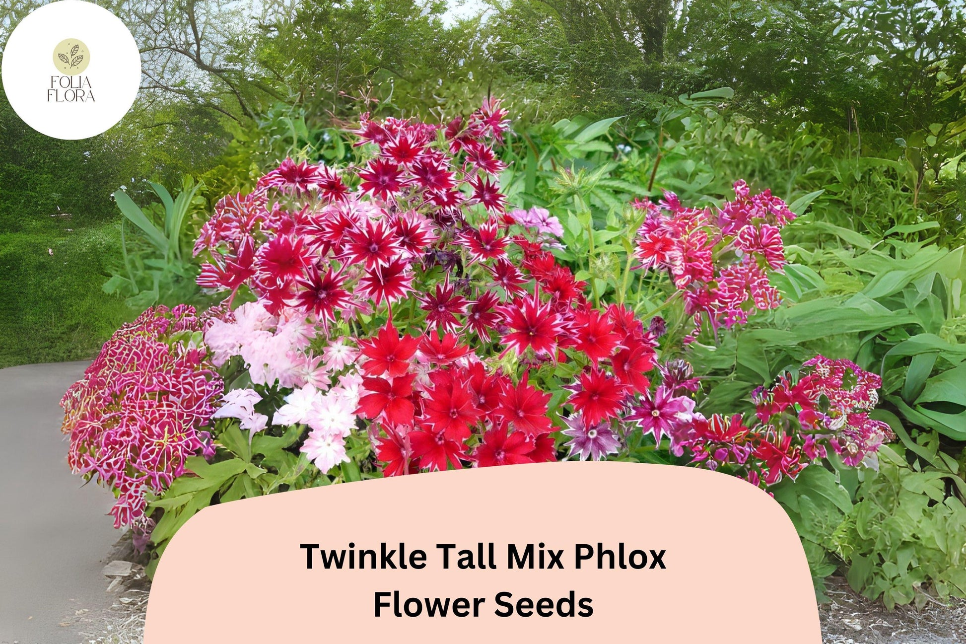 Twinkle Tall Mix Phlox Seeds – Colorful Star-Shaped Annual Flowers, Phlox drummondii for Borders & Cut Flowers