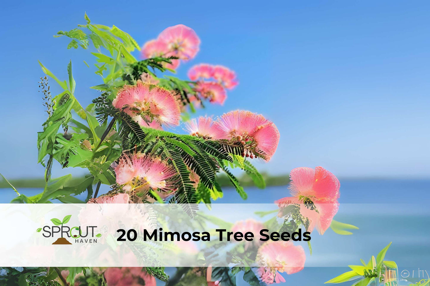 20 Mimosa Tree Seeds | Albizia julibrissin Pink Silk Tree Ornamental Deciduous Tree
