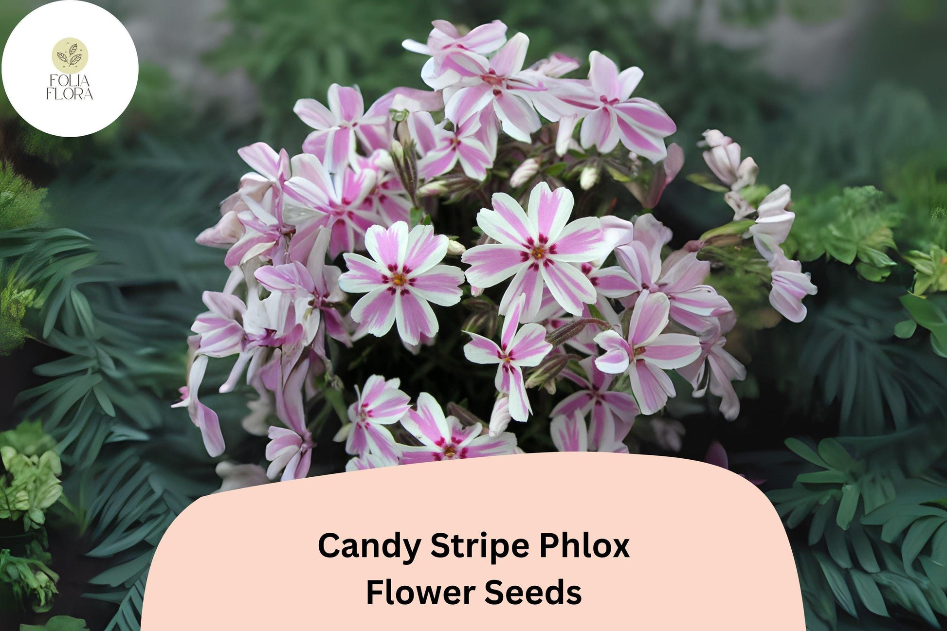 Candy Stripe Phlox Seeds – Pink & White Ground Cover Flowers, Creeping Perennial, Phlox subulata, Bright Spring Blooms