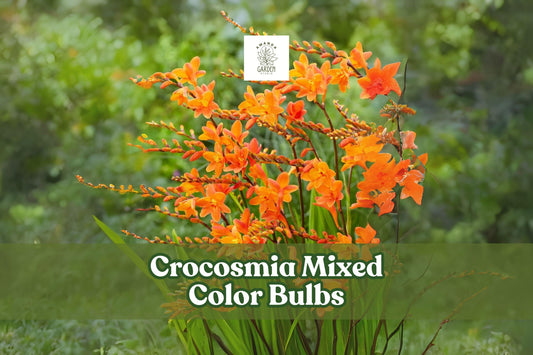 10 Crocosmia Bulbs Mixed Colors - Hardy Summer Perennial Flowers Crocosmia Hybrids