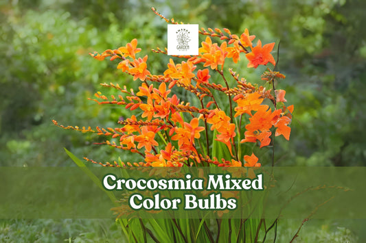 10 Crocosmia Bulbs Mixed Colors, Summer Perennial Flowers, Hardy Crocosmia Hybrids for Garden Borders