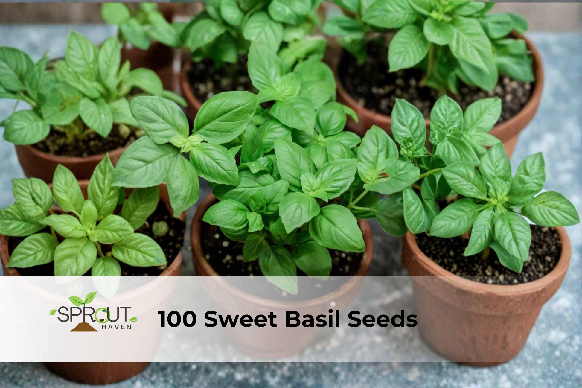 Sweet Basil Seeds, Large Leaf, Culinary Herb, Ocimum basilicum, Grow Your Own Fresh Basil