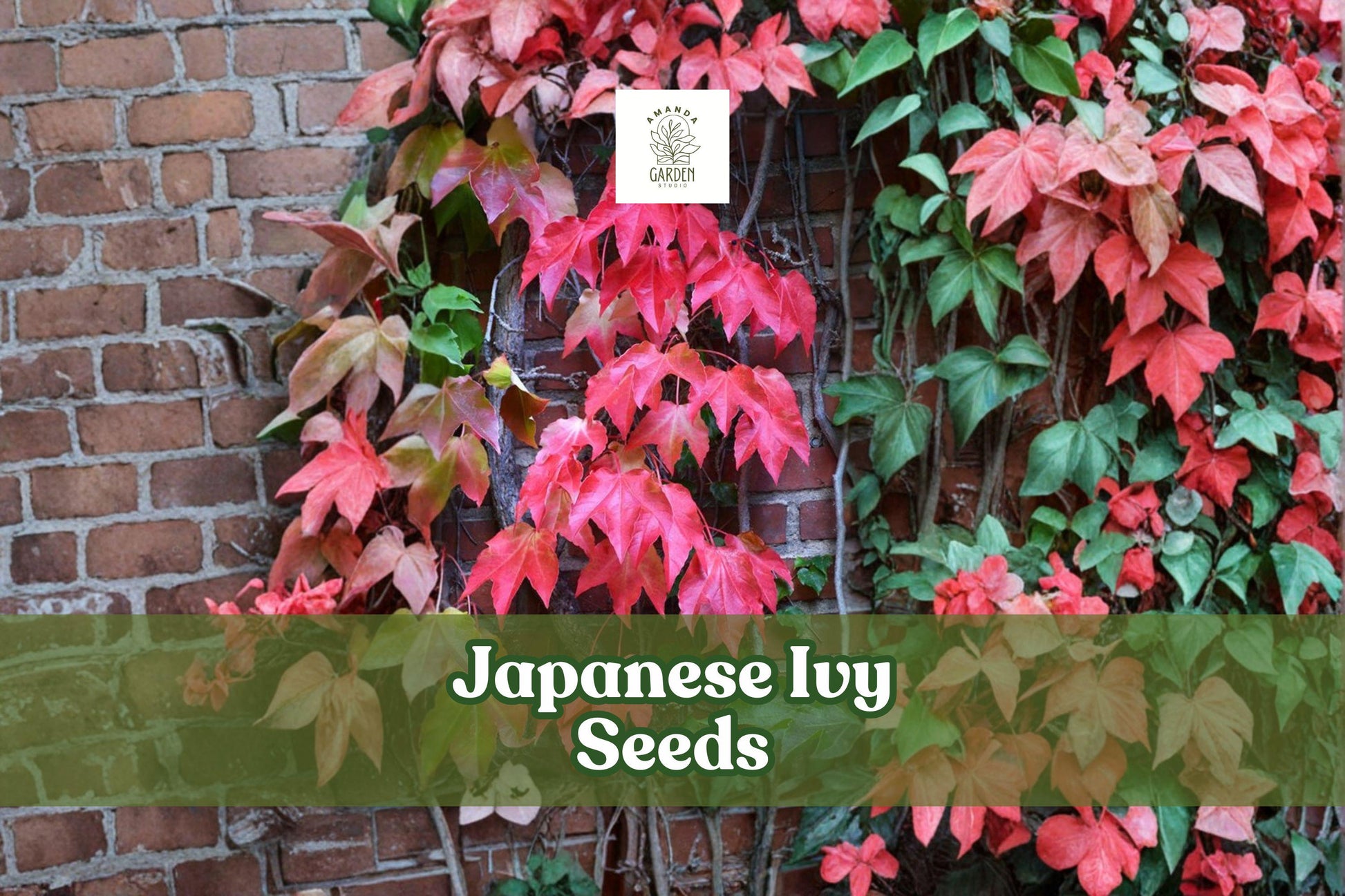 50 Japanese Ivy Seeds | Hardy Creeping Vine for Ground Cover & Climbing | Hedera Species
