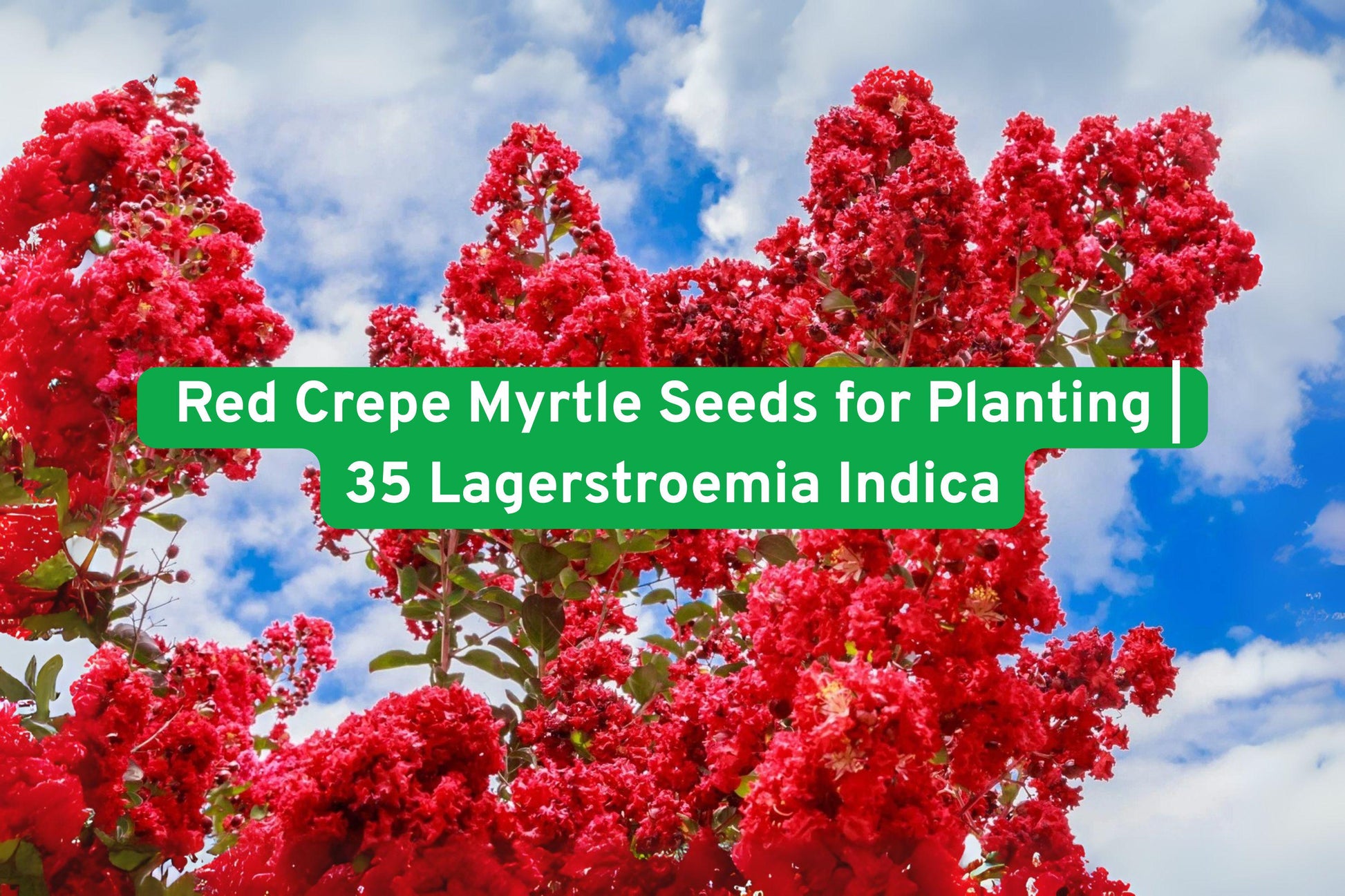 Red Crepe Myrtle Seeds, Flowering Shrub Seeds, Lagerstroemia Indica Seeds, Bright Red Flower Seeds, Drought Tolerant Garden Seeds, Pollinator Attracting Seeds, Small Tree Seeds, Summer Bloom Seeds, Garden Landscaping Seeds, Colorful Foliage Seeds, Low Maintenance Plant Seeds, Spring Bloom Seeds, DIY Garden Gift Seeds