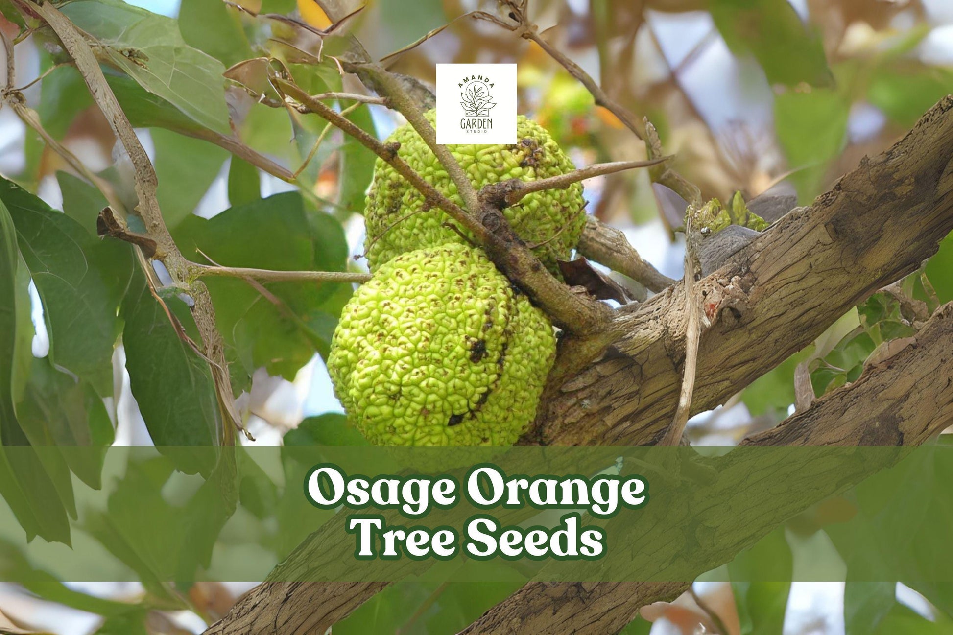 Osage Orange Tree Seeds – Maclura pomifera – Hardy Hedge & Ornamental Tree – Green Fruit, Deciduous, Full Sun, Zone 4-9