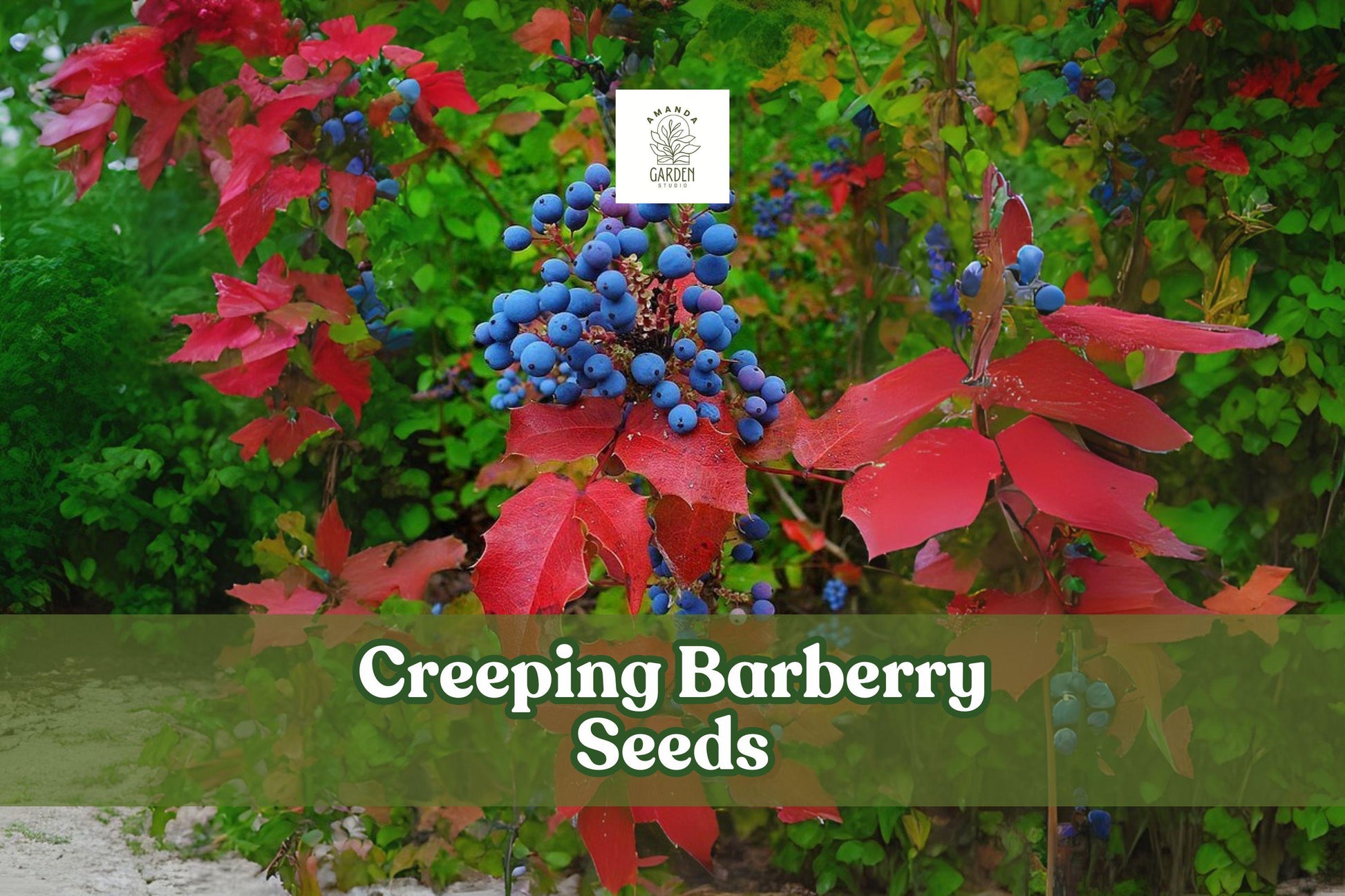 Creeping Barberry Seeds, Evergreen Ground Cover, Ornamental Berries, Mahonia repens, Drought Tolerant, 50 Seeds