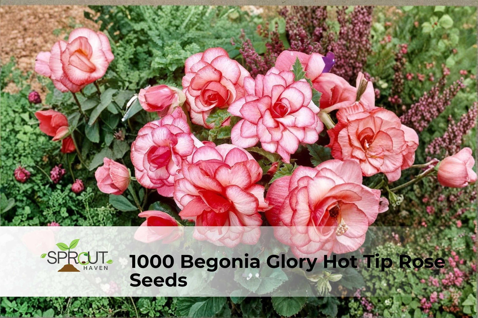 Begonia Seeds – 1000 Pack, Glory Hot Tip Rose, Pink Bedding Flowers, Annual, Compact, Summer Bloom, Begonia semperflorens hybrids