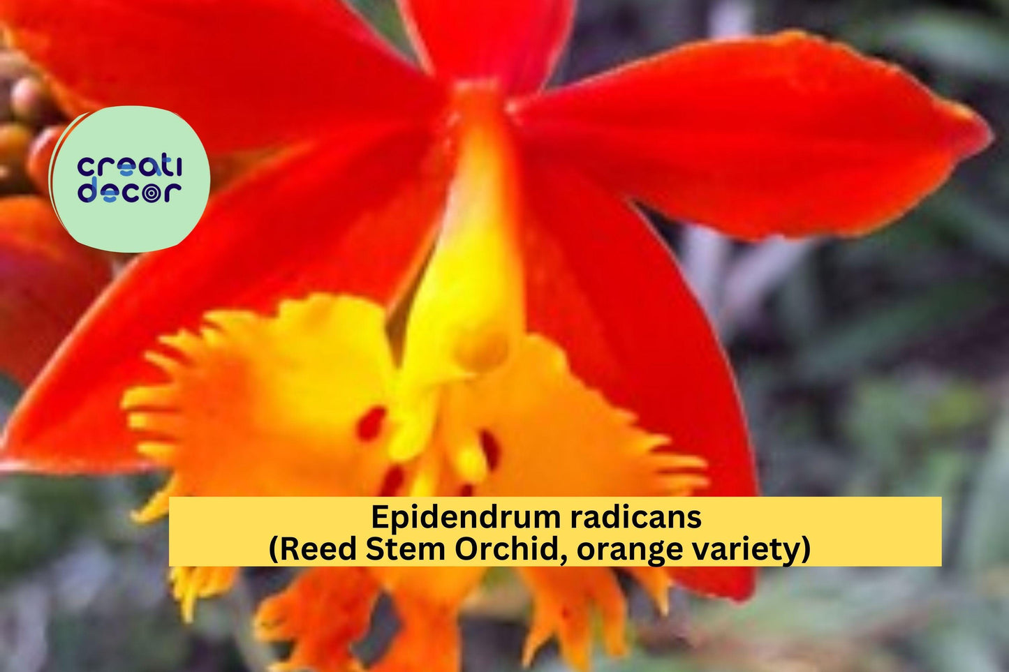 Epidendrum radicans Reed Stem Orchid Bare Root Plant - Bright Orange Perennial Orchid for Indoor & Outdoor Gardens