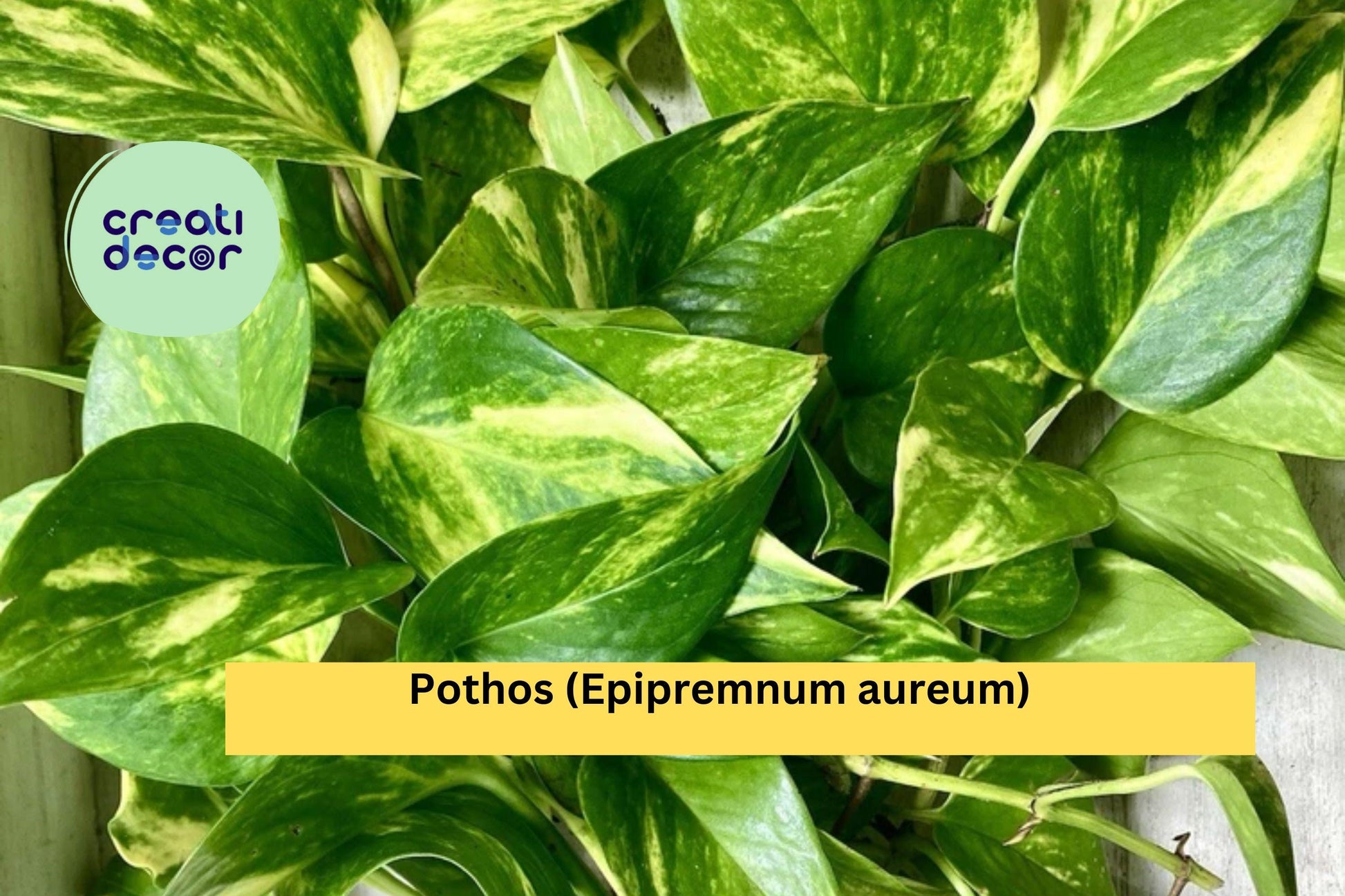 Set of 10 Live Rooted Pothos Cuttings | Epipremnum aureum Indoor Vine for Hanging Baskets & Houseplants