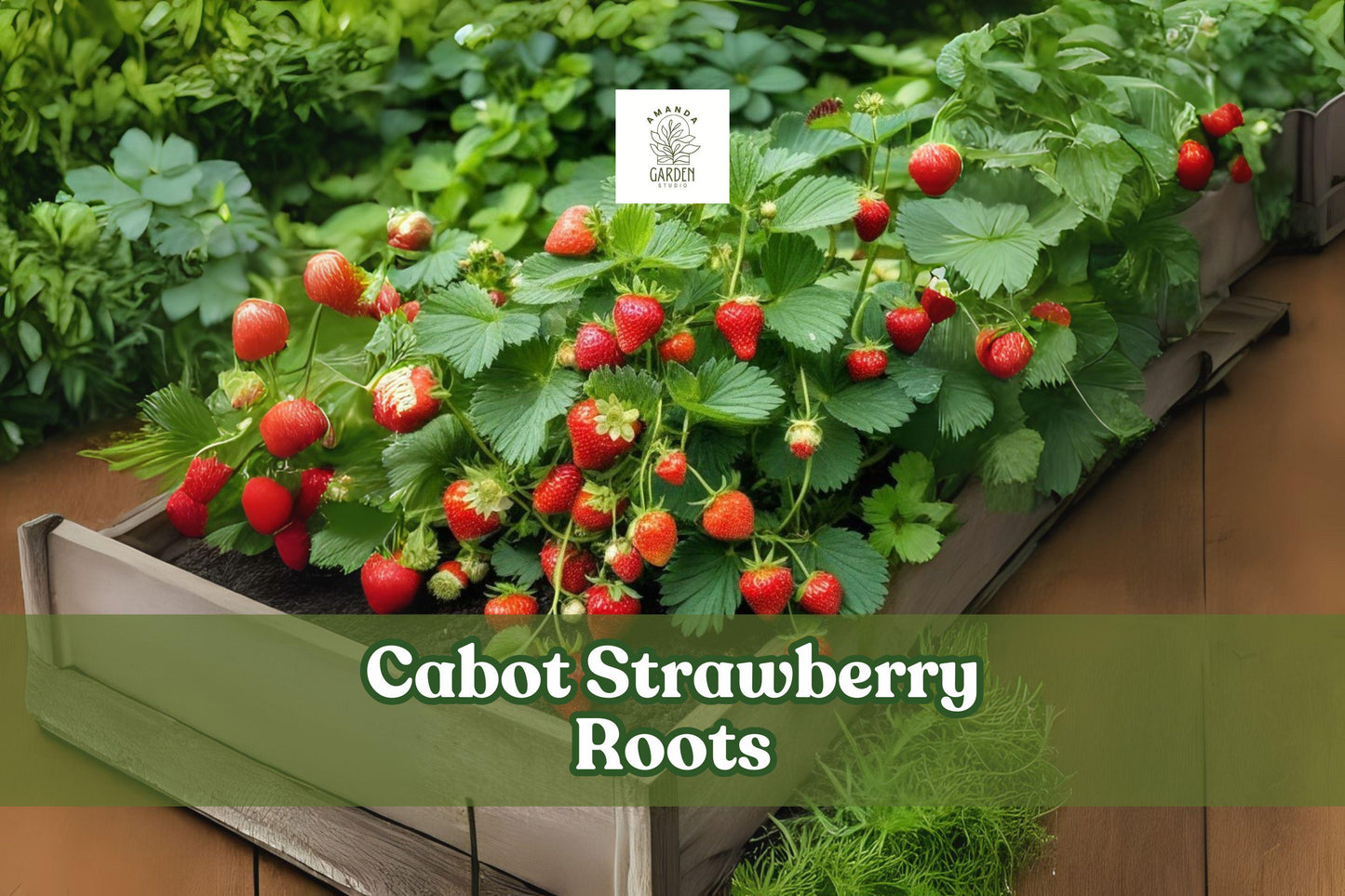 Bare Root Strawberry Plants – 5 Cabot Fragaria × ananassa Hardy Perennial with Large Juicy Red Berries for Garden, Container, or Raised Bed